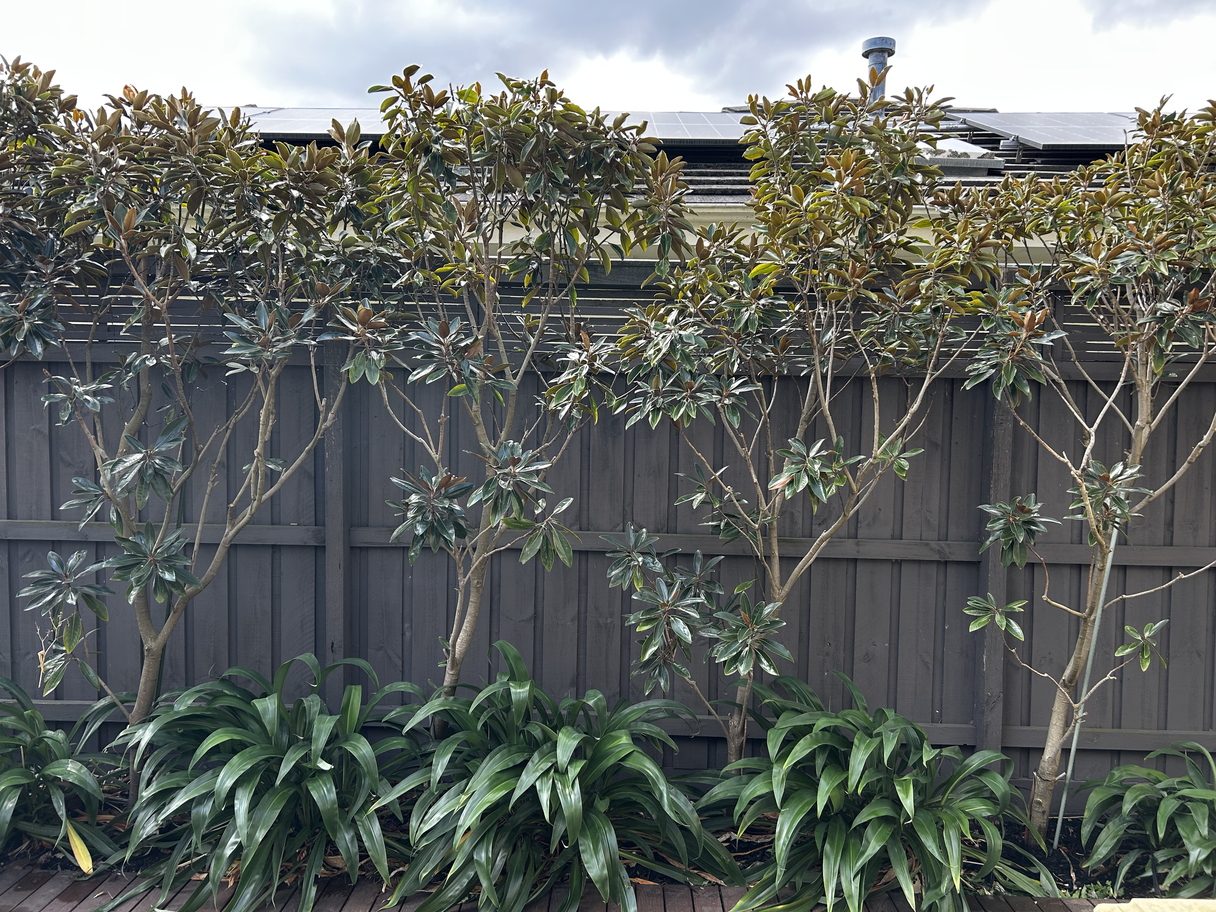 Four ornamental trees with dark green leaves in front of a gray wooden fence, with plants at the base and solar panels on a roof in the background.
