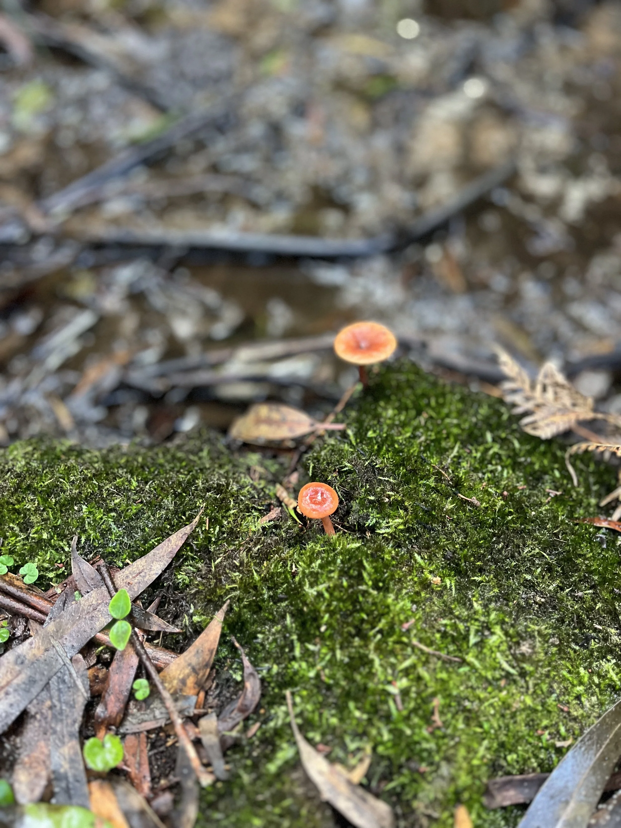 Two small orange mushrooms growing on a moss-covered log amidst fallen leaves and forest debris.