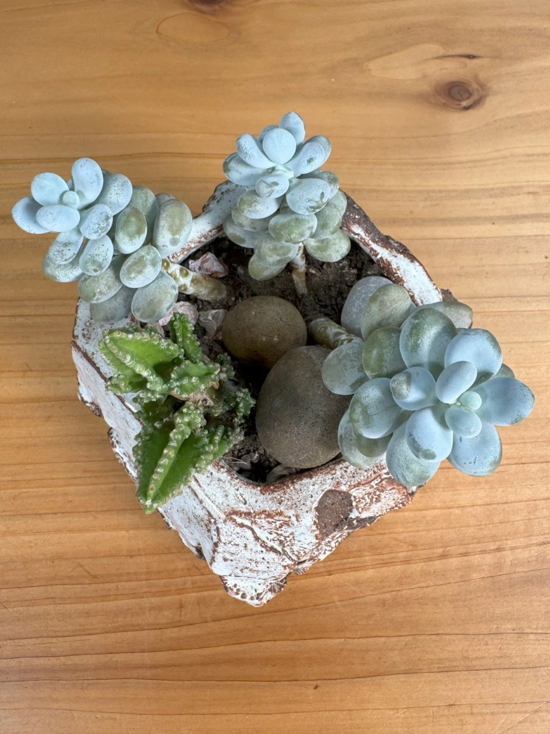 Top view of Kurinuki planter by ceramic Artist Nupur Narain DeTar, hand-carved, with established succulents included.