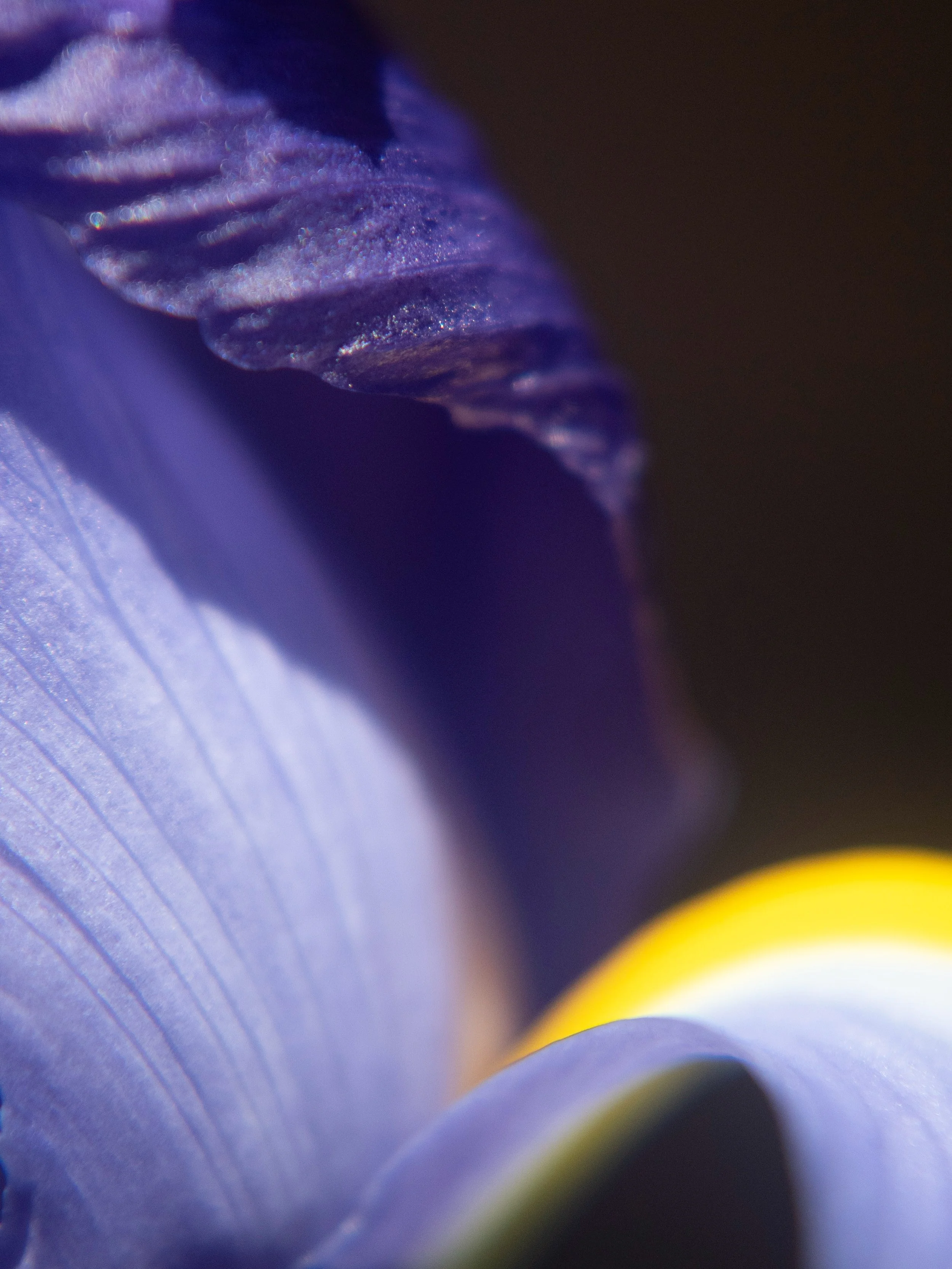 Iris; The Diamond of Perfumery