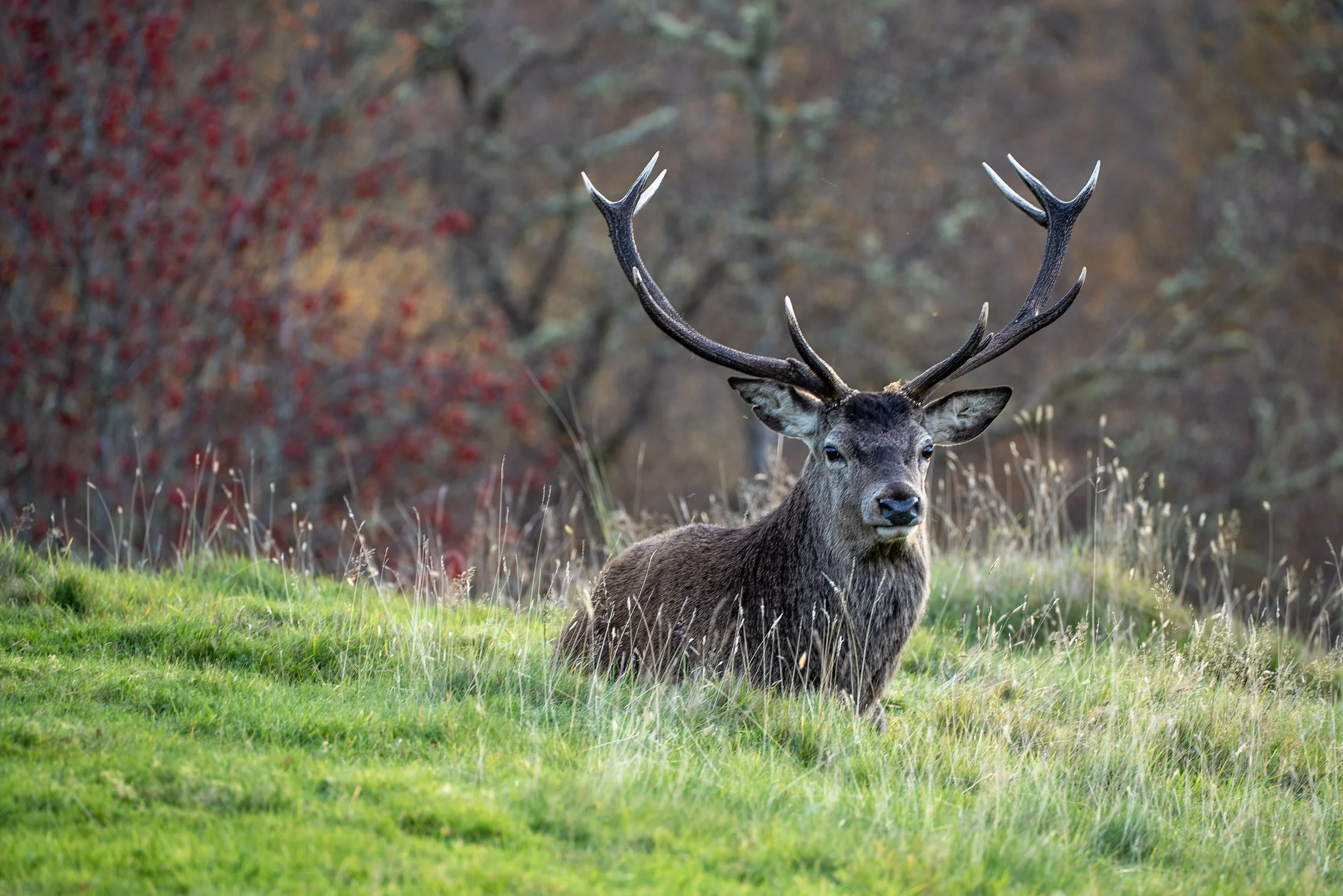 DSC8986 ©dawnwild.jpg