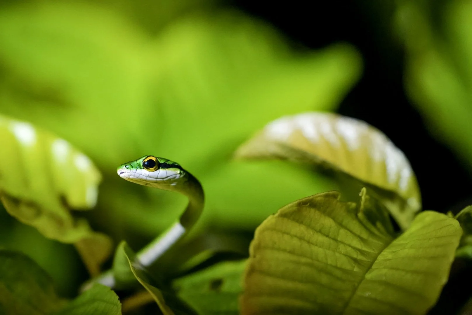 Finding Purpose: Why I quit climbing ladders in favour of snakes