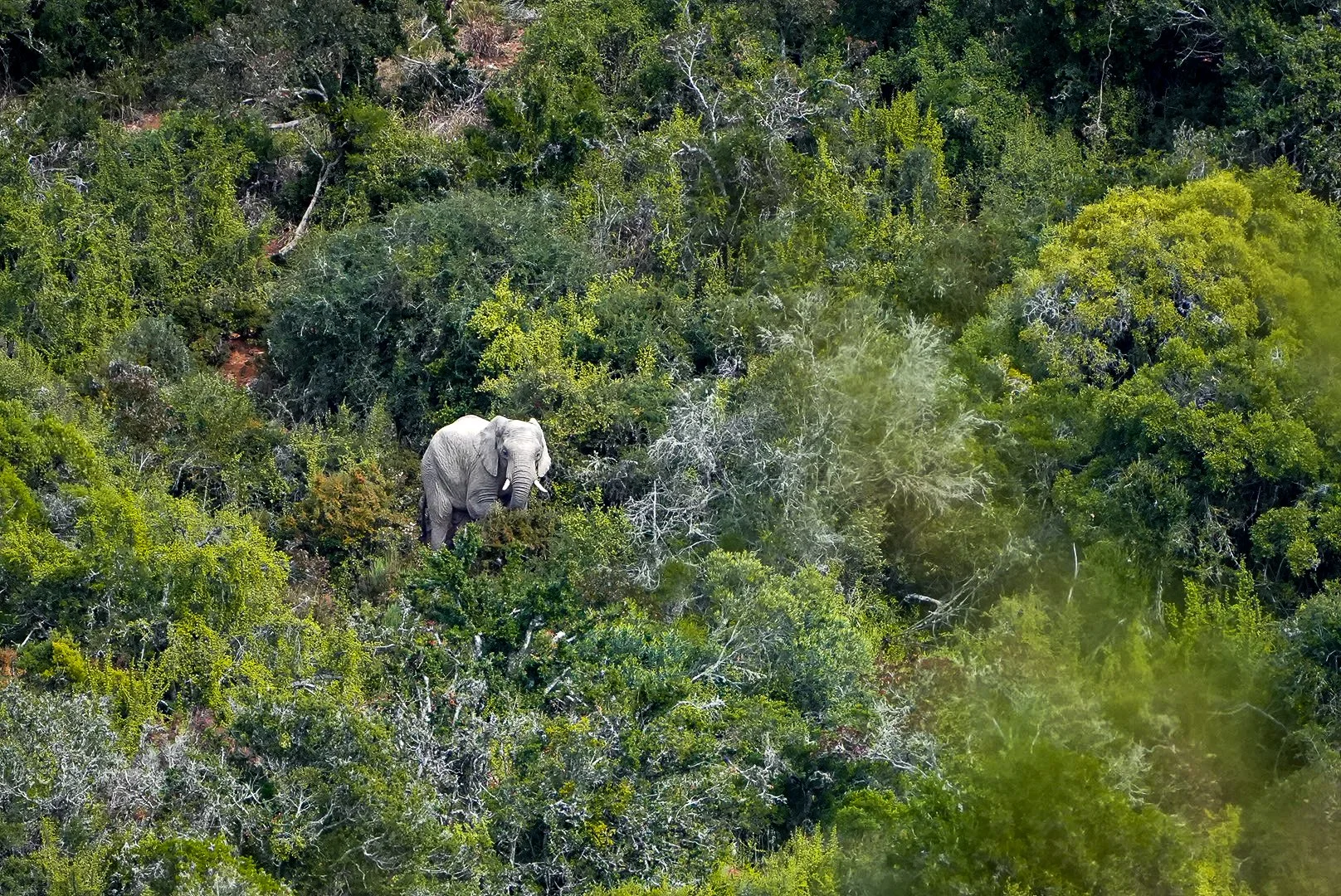 Silent Giants: safeguarding the future of the African elephant