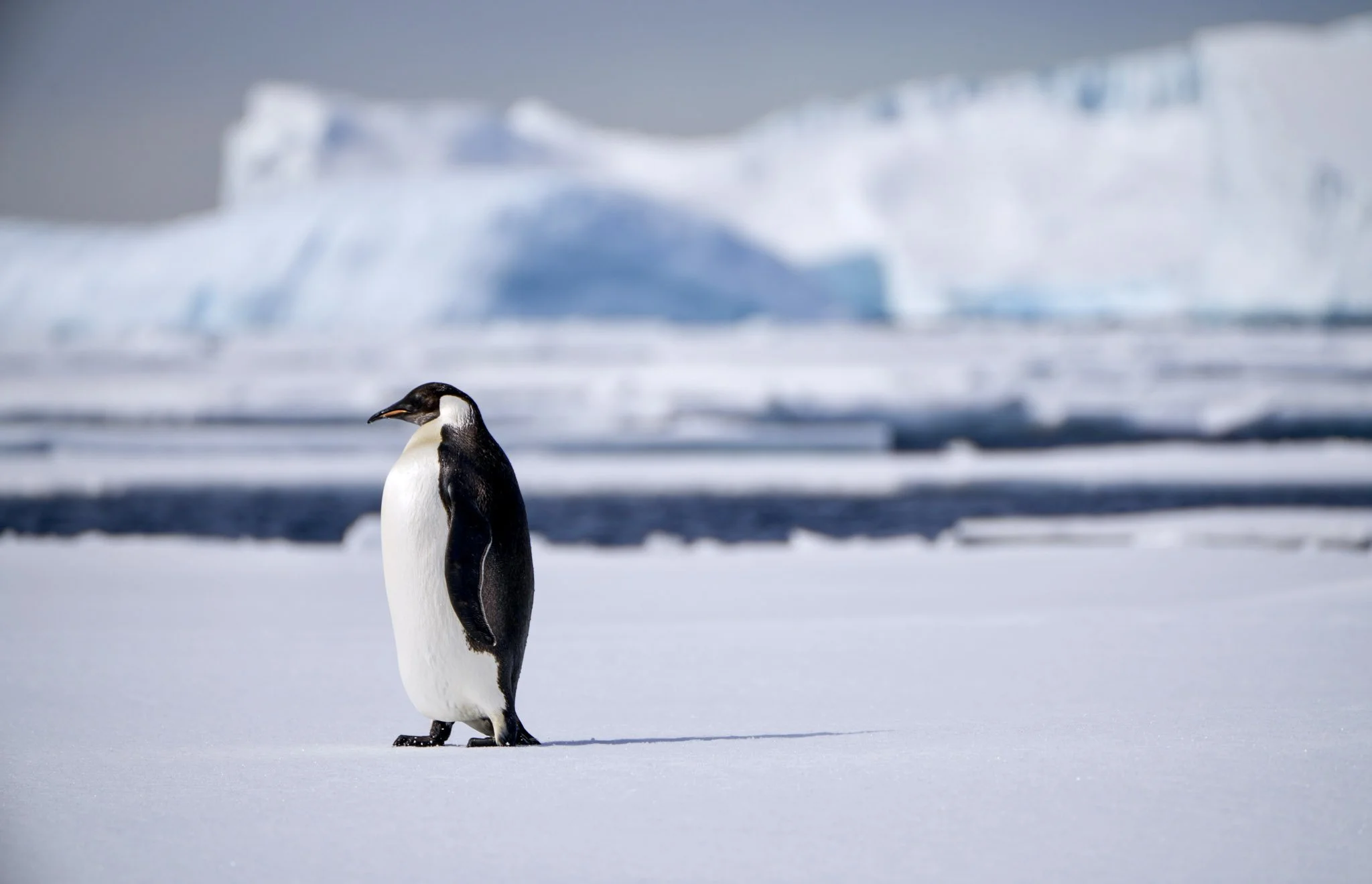 Antarctic Odyssey: is this the end of the world?