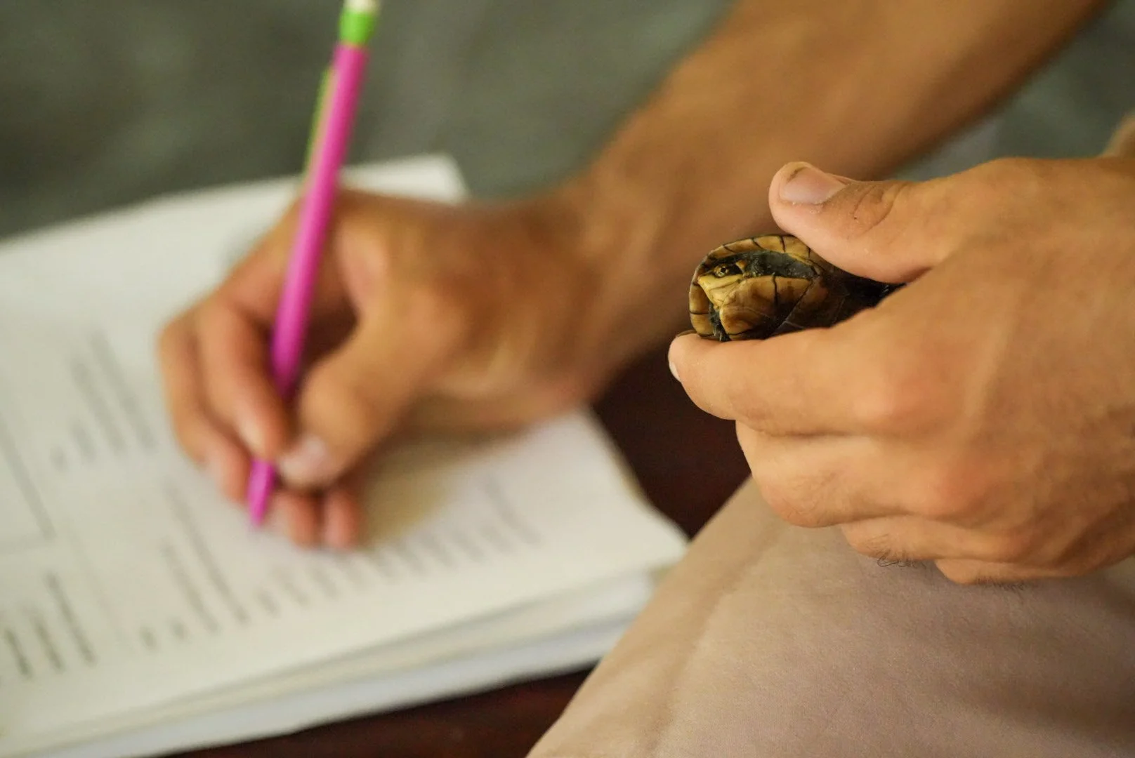 Turtle Love: conserving sea turtles in Costa Rica