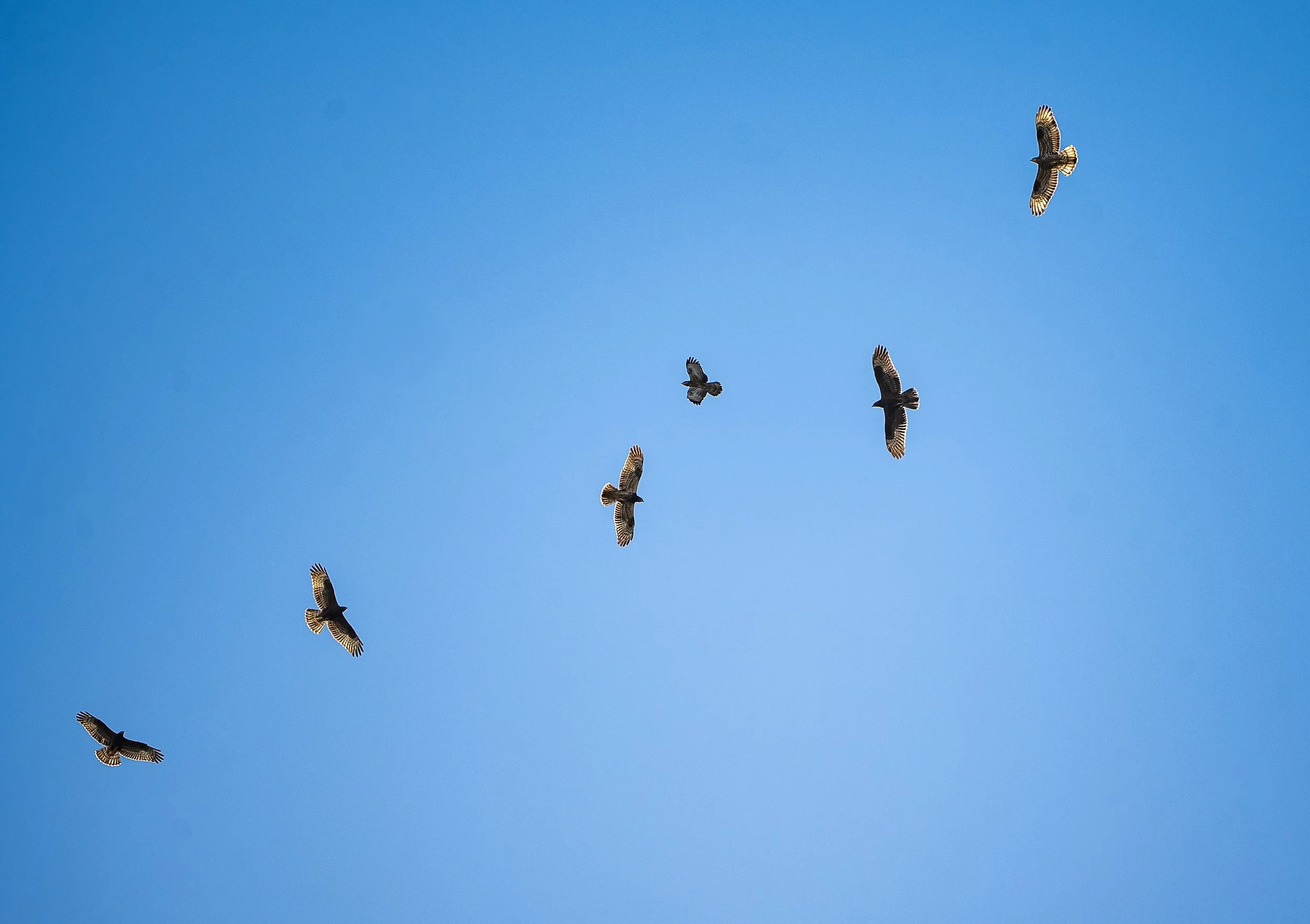 A Kettle of Buzzards