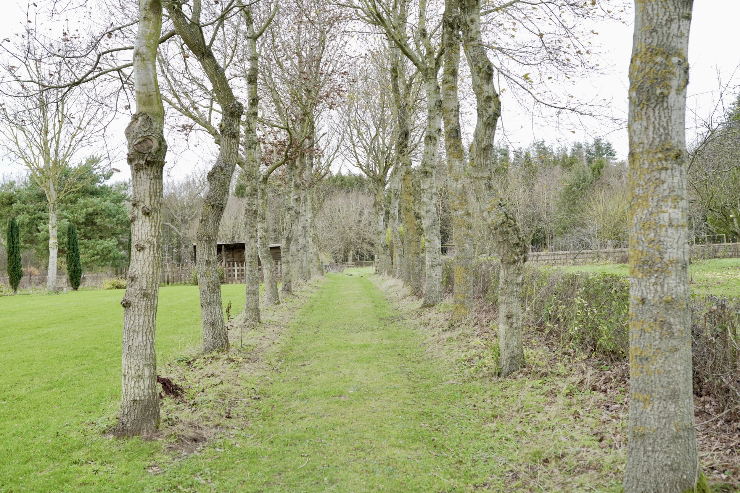 Launching Trees With Roots: Keeping History Alive