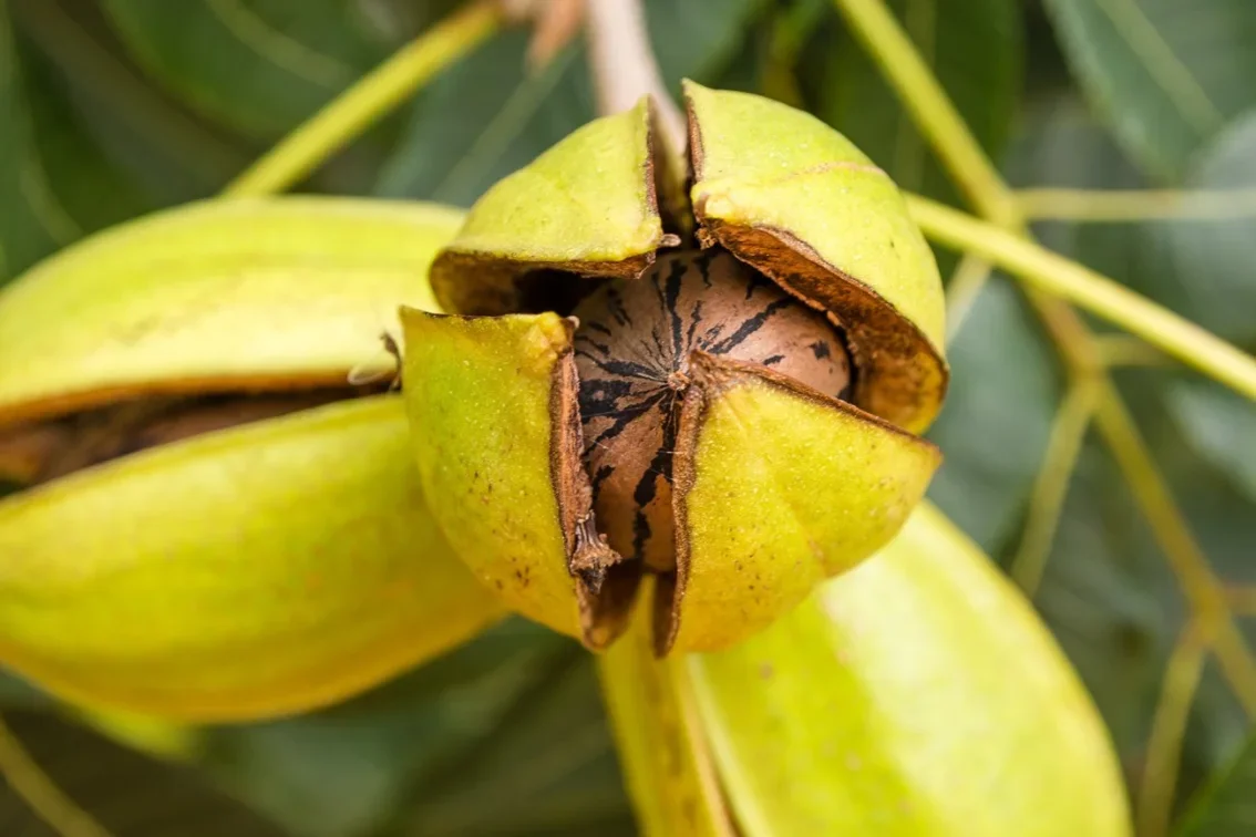 Pecan nut in shell