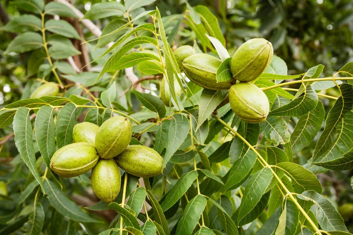 Close-up of green walnuts growing on a tree among green leaves.
