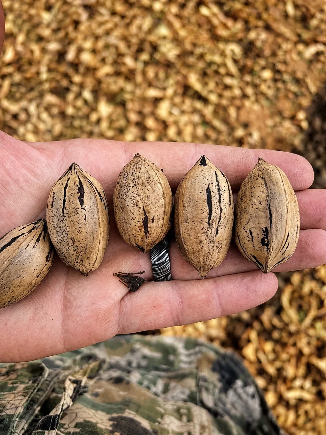 A person holding five pecan shells in their hand, with a background of fallen leaves.