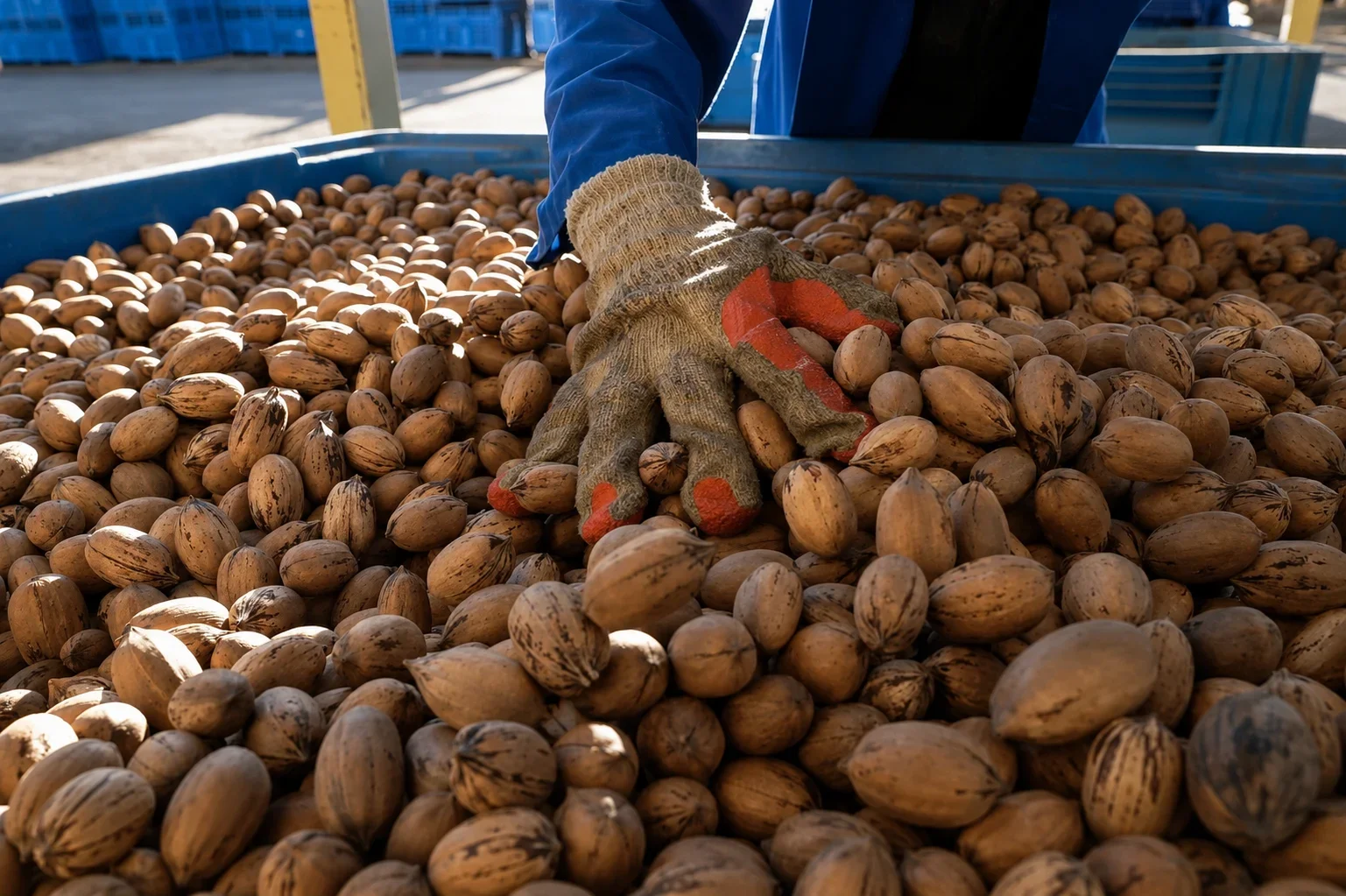 Receiving & Initial Grading at Sa Pecans Facility