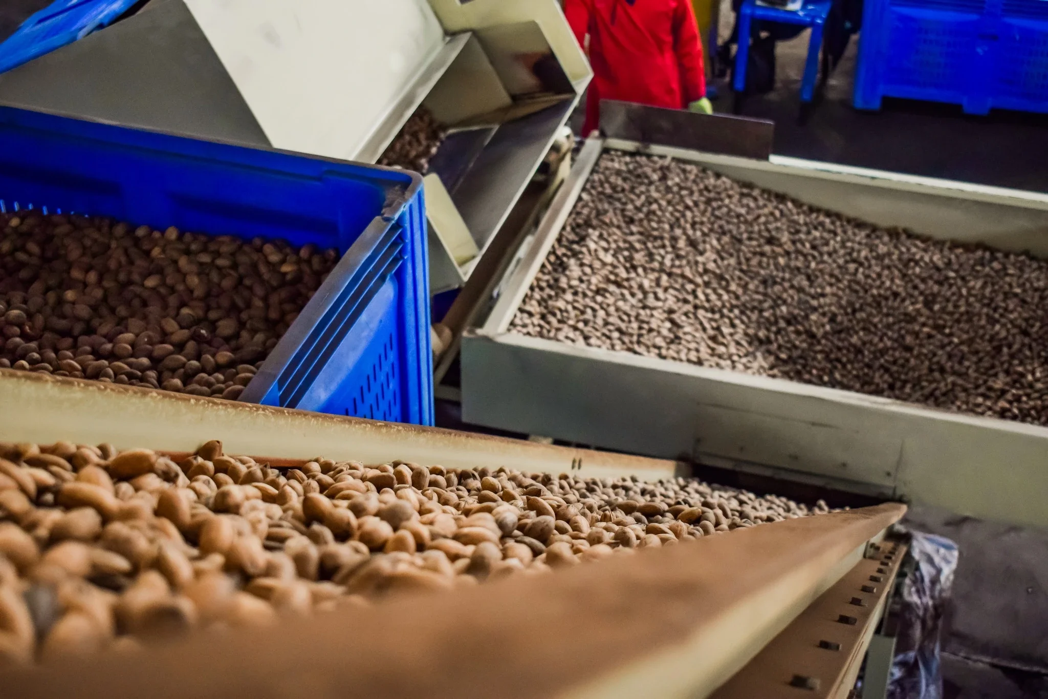 Multiple large blue and white bins filled with different types of nuts on metal shelves in a processing or storage area.