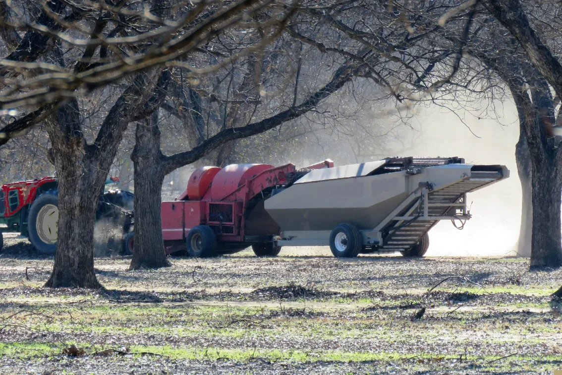 A vineyard harvesting scene with a red grape harvester and a gray conveyor trailer parked among leafless trees, with dust or smoke in the background.