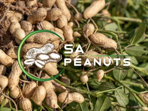Peanuts growing on a vine with a logo that says "SA Peanuts" and an illustration of a peanut within a green circle.