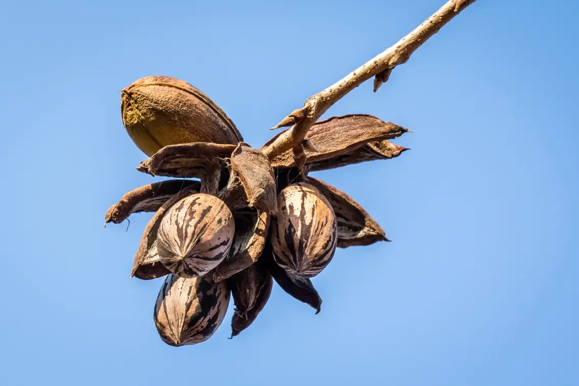 Dry pecan nuts on tree