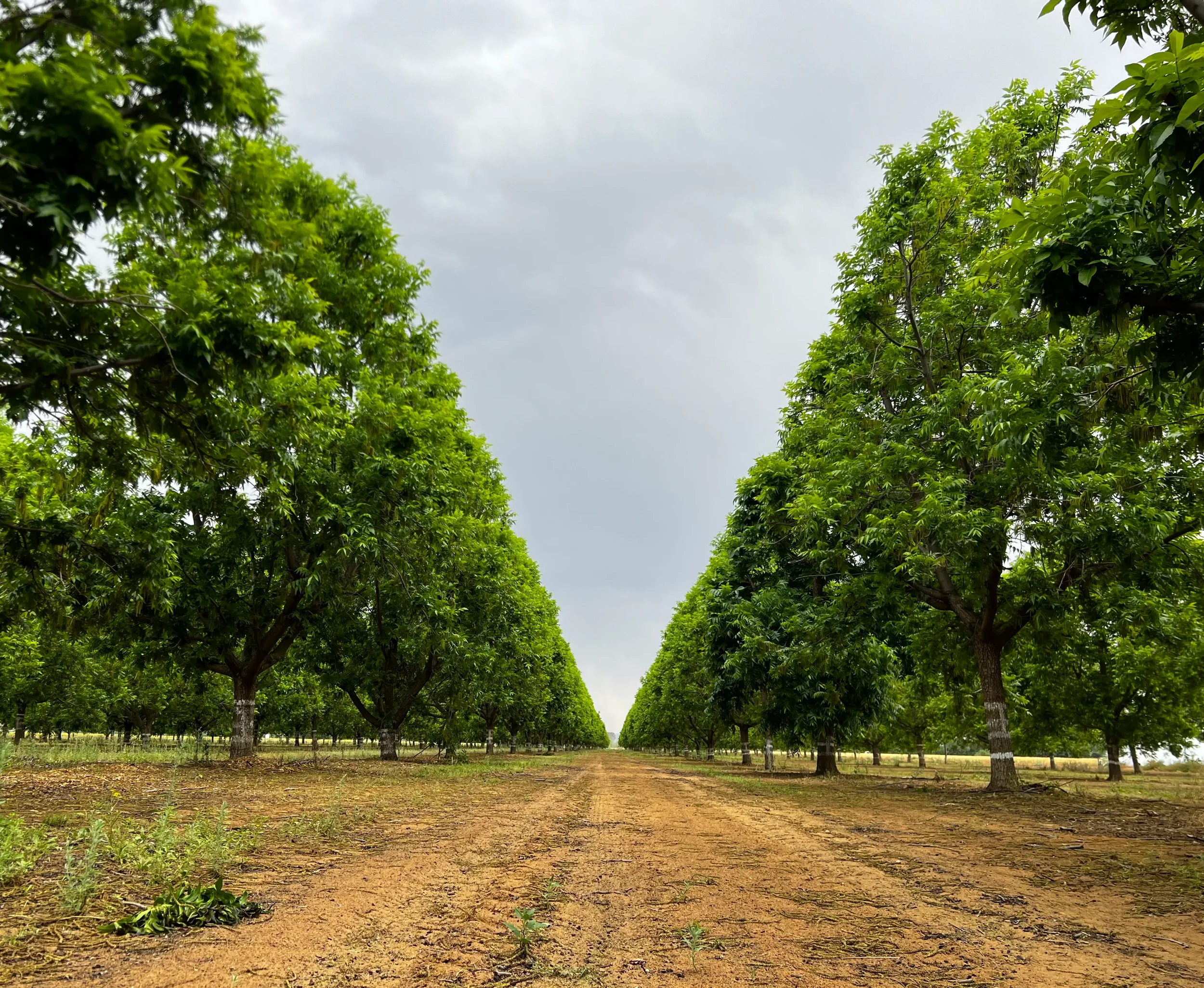 SA Pecan orchard