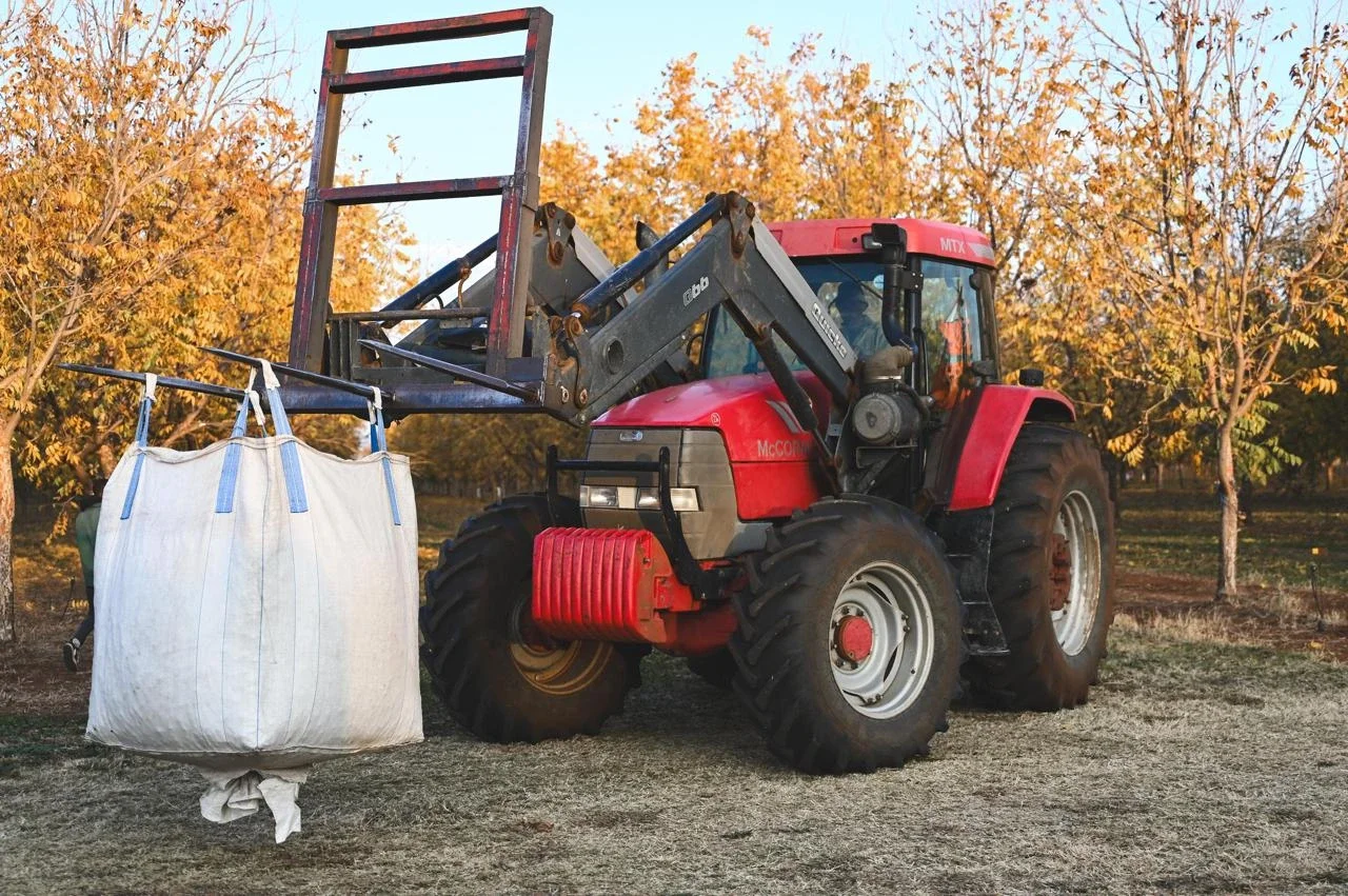 Tractor harvesting pecan nuts 