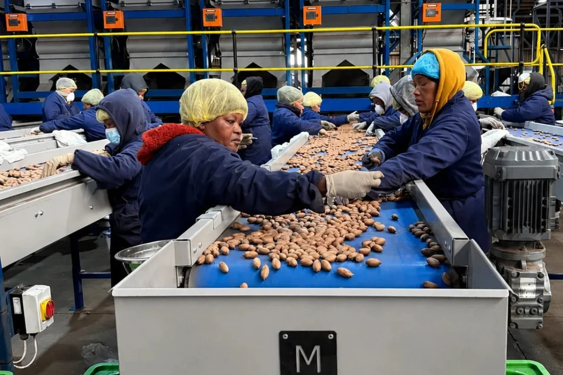 Pecan inspection