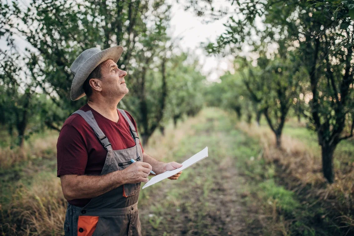 A man in a straw hat, burgundy shirt, and overalls standing in an orchard, holding a notepad and pen, looking up at the trees.
