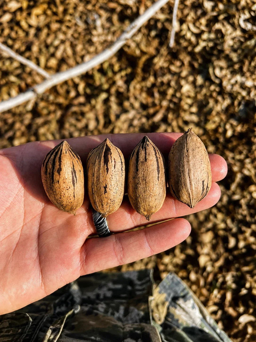 Hand holding four striped pecan shells against a background of ground cover and a white stick. The pecan shells are elongated and have dark vertical stripes.