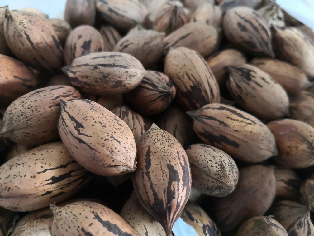 Close-up of roasted pistachio nuts with tan shells and dark streaks.