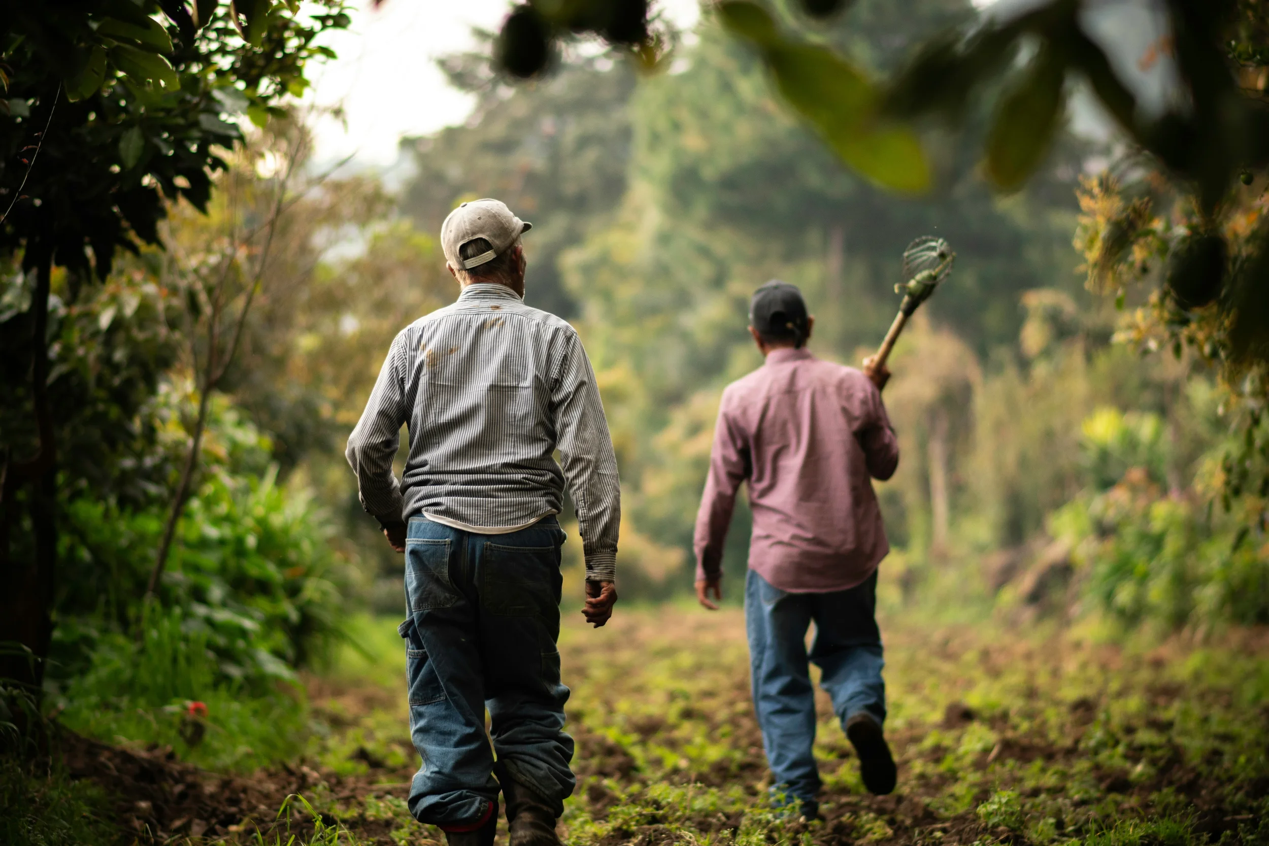 farmers walking through trees