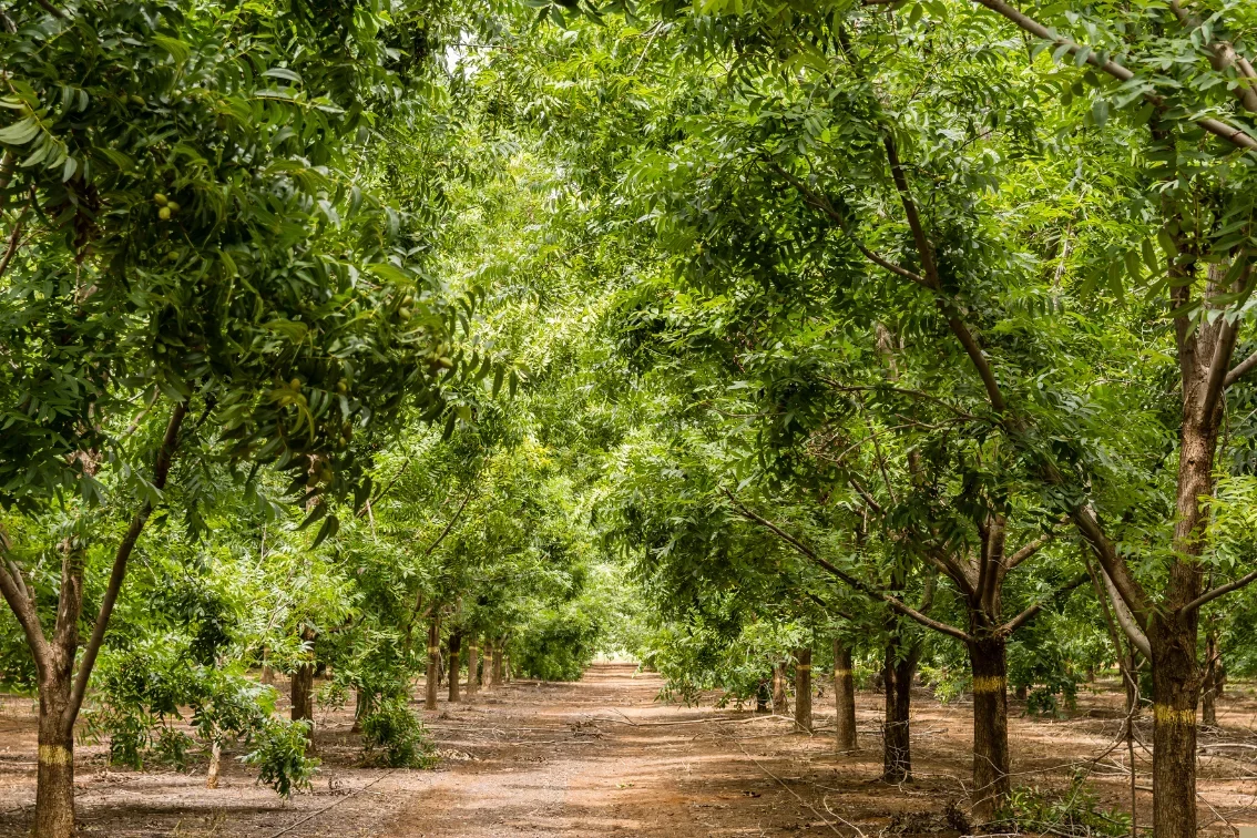 A tree farm with rows of green, leafy trees.
