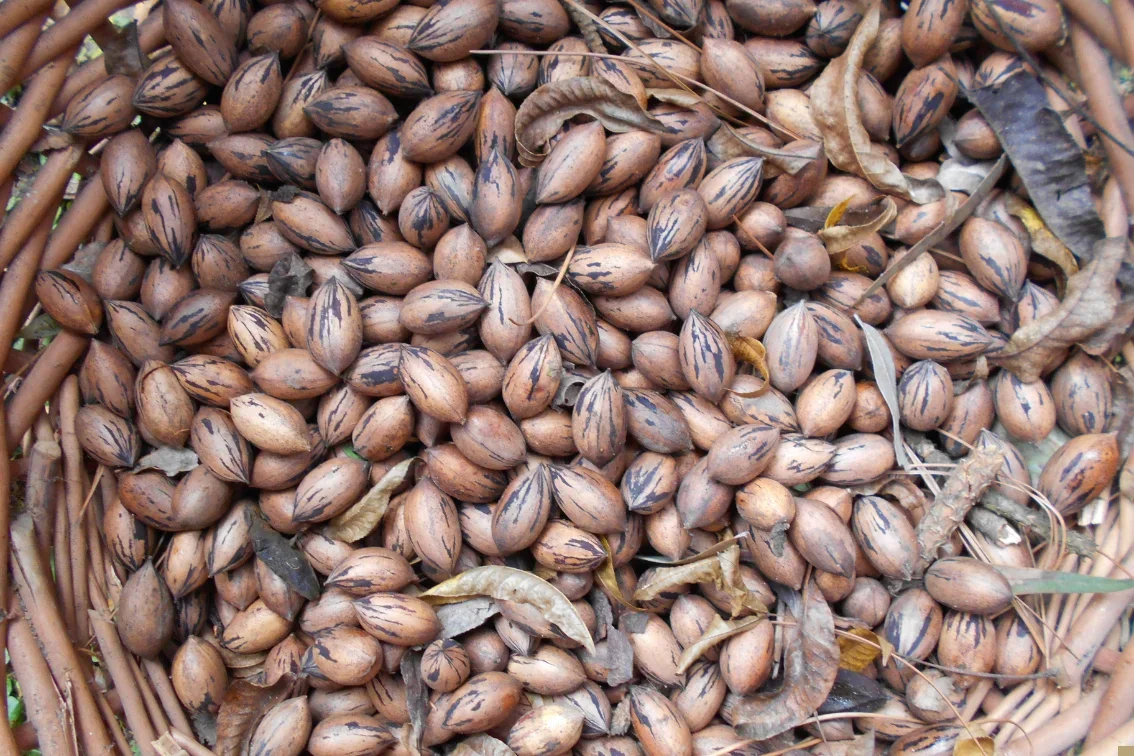 Pecans harvested Vaalharts