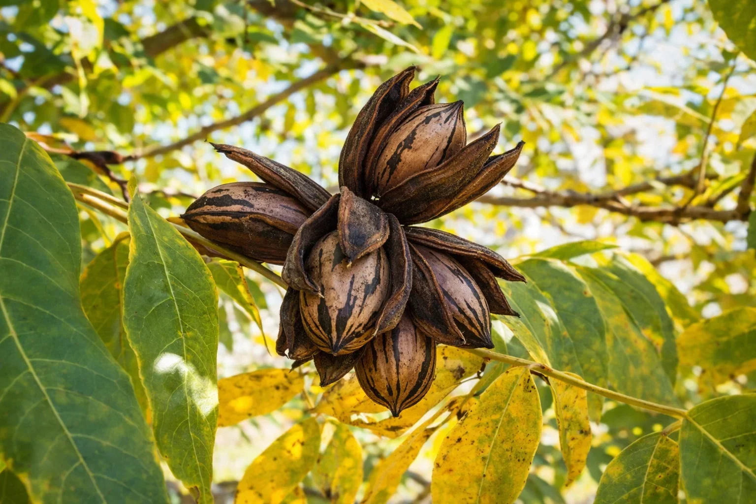 Close-up of a branch with black, green, and striped seed pods and yellowing leaves.