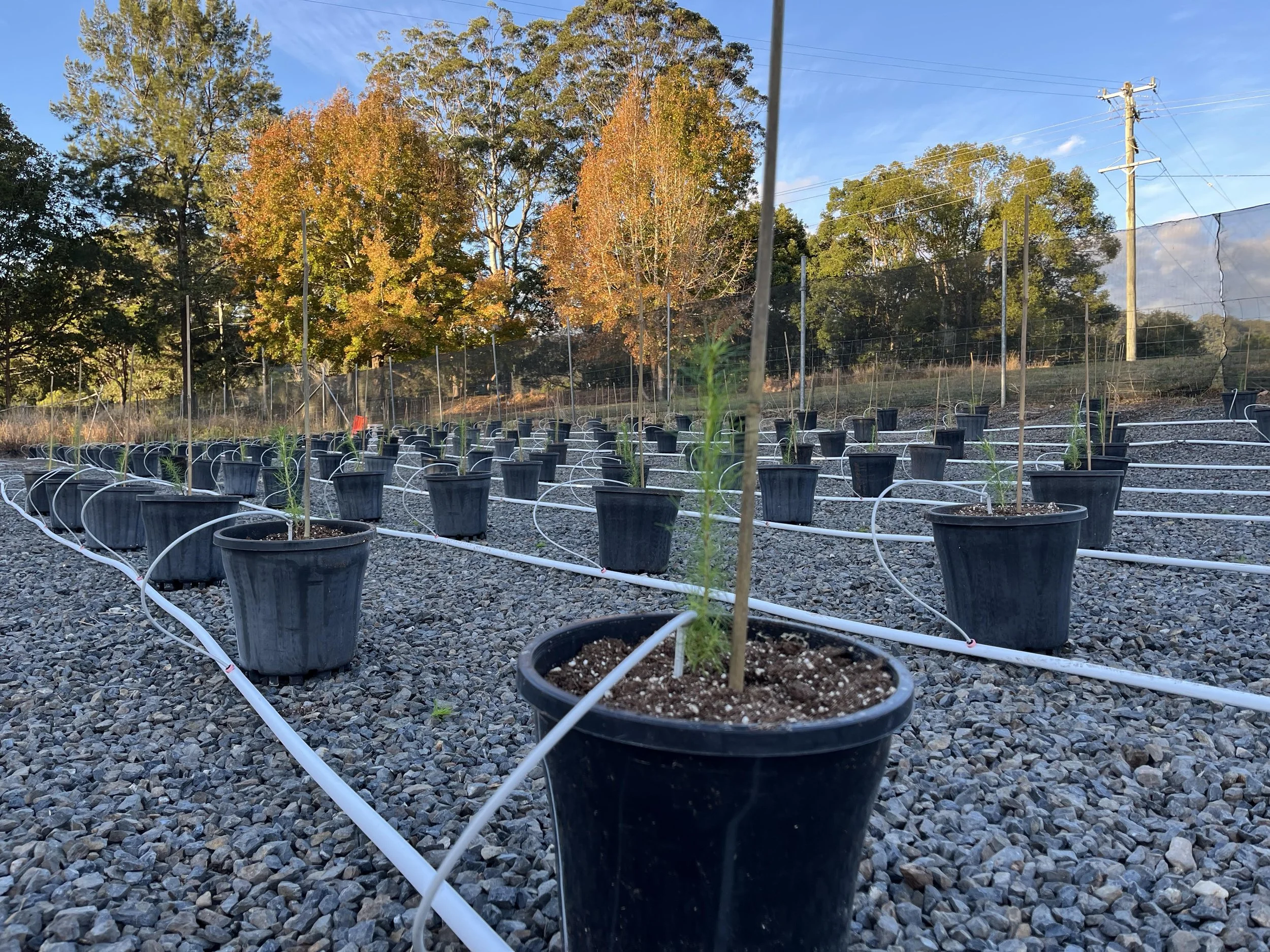 Potted and steaked Christmas tree seedlings growing in rows on a gravel floor with an irrigation system at Karangi Christmas Tree farm. Autumn coloured trees and the setting sun in the background