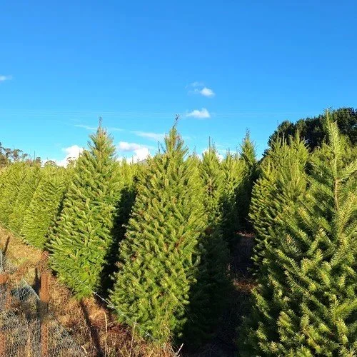 Douglas Fir - growing 3 - light.jpg