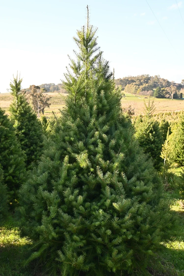 Green and bushy and perfectly shaped Douglas Fir Christmas tree growing on the farm with other Christmas trees, rolling hills and blue sky in the background