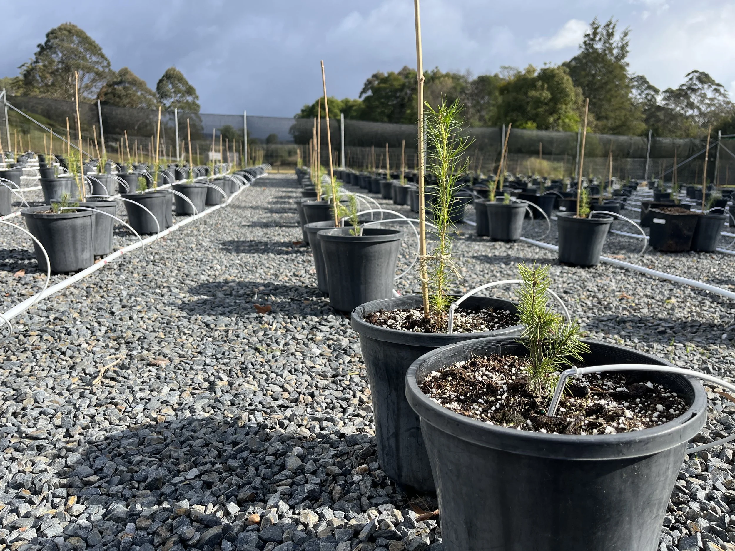 Potted and steaked Christmas tree seedlings growing in rows on a gravel floor with an irrigation system at Karangi Christmas Tree farm. Large trees and a cloudy sky in the far background.