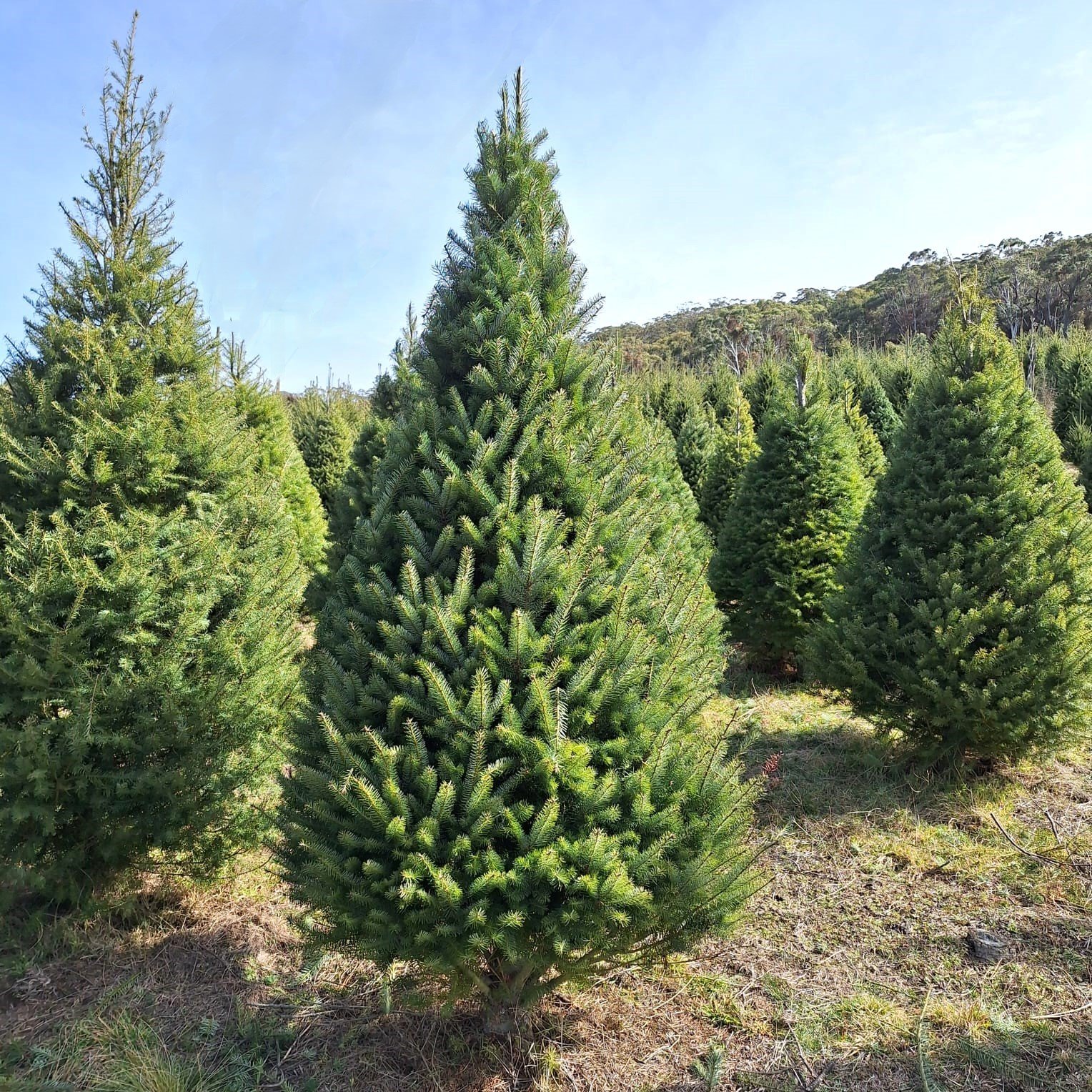 8ft Douglas Fir Christmas Tree