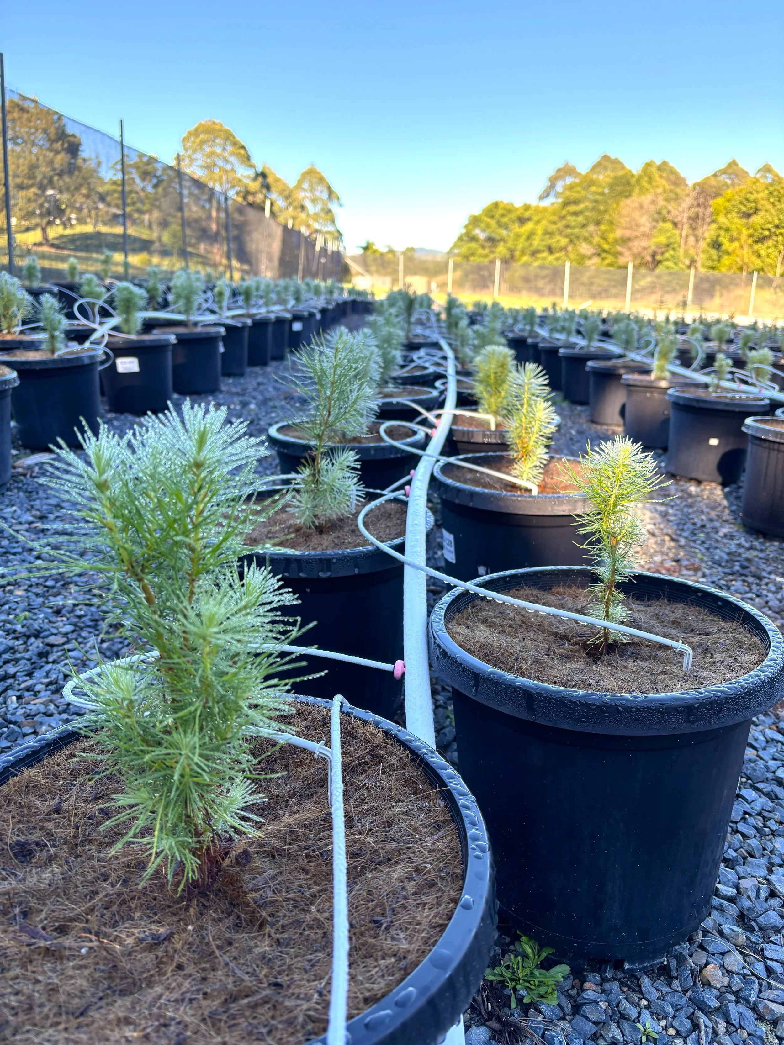 Young potted radiata Pine Christmas trees at Karangi Christmas Trees farm near Coffs Harbour