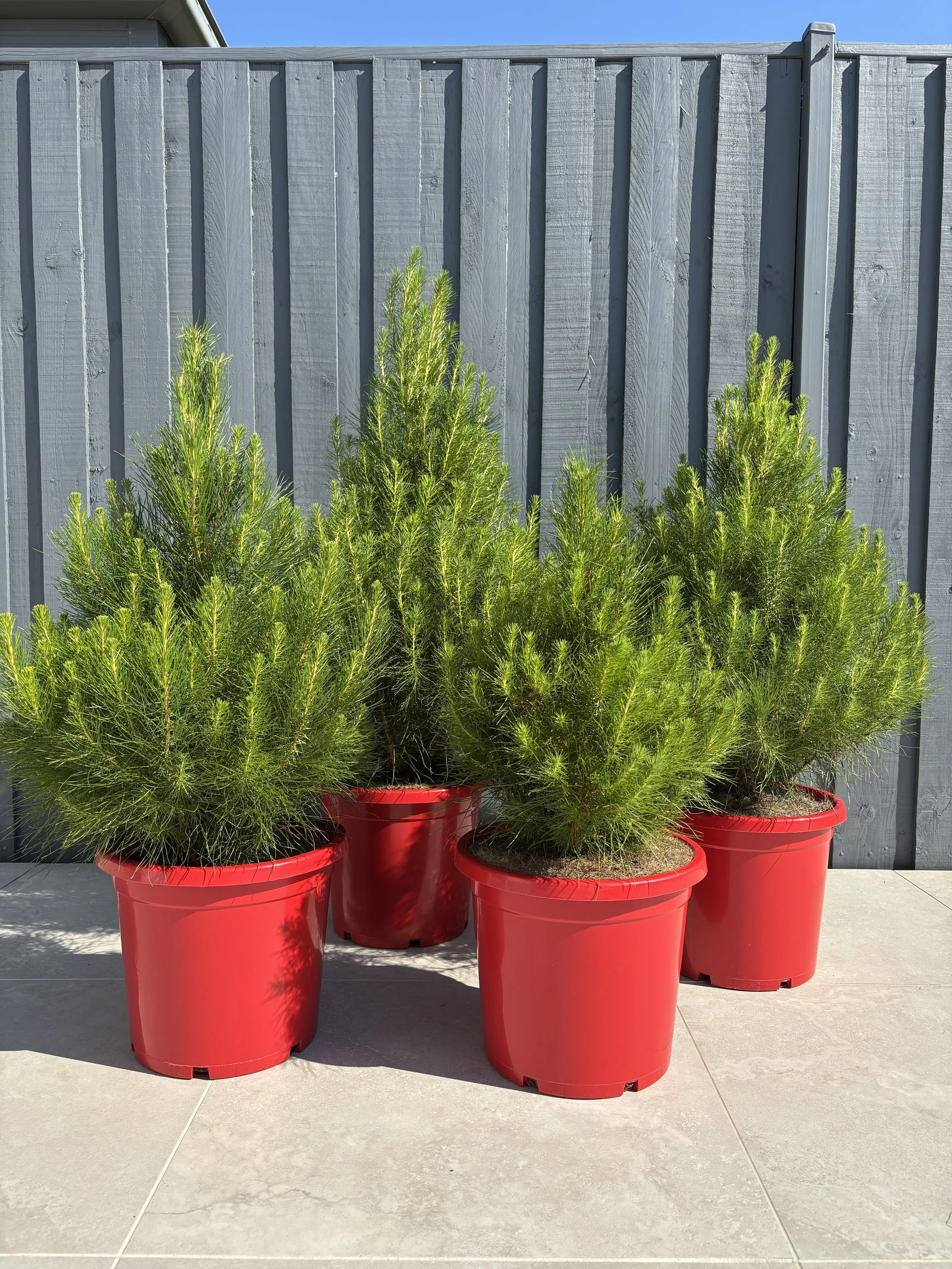 Potted Radiata Pine Christmas Tree - Large