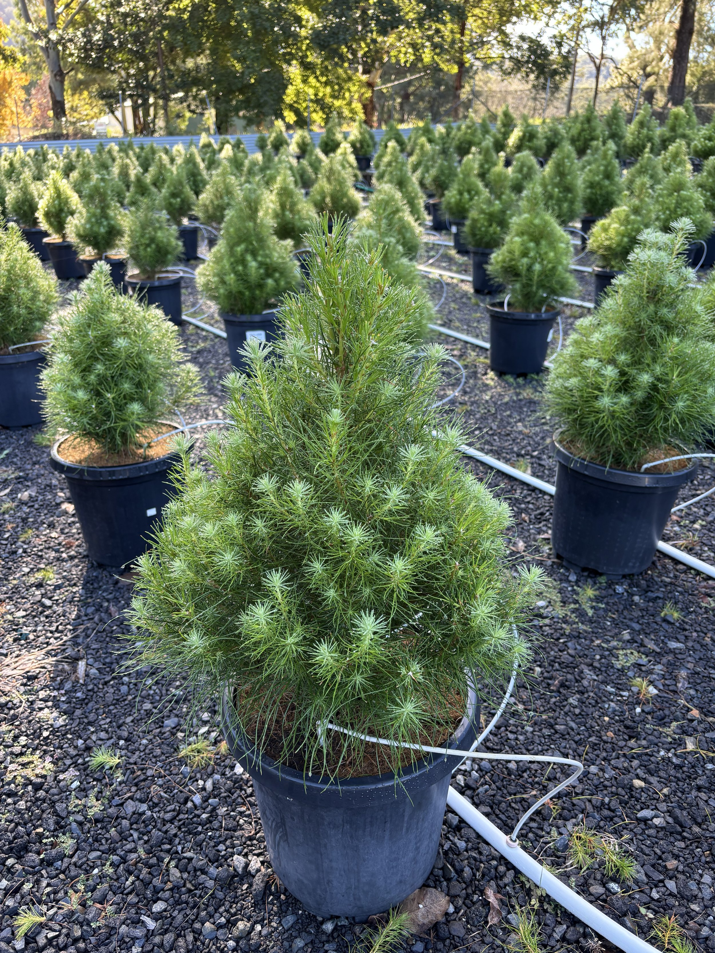 Healthy potted Radiata Pine Christmas trees growing at Karangi Christmas Tree farm in the Coffs Harbour hinterland 