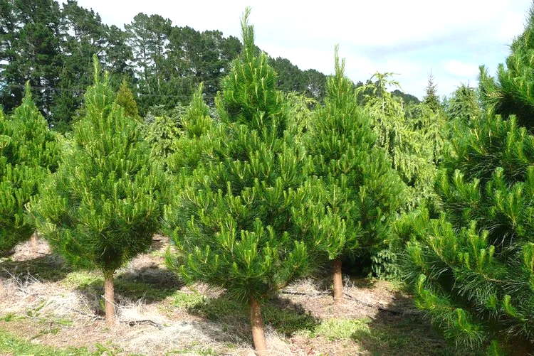 8ft Radiata Pine Christmas trees growing in rows on the farm