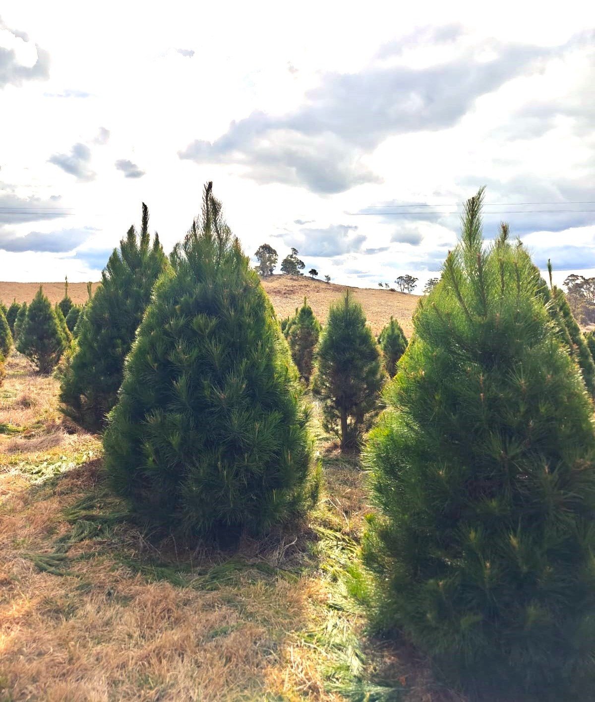 Fresh cut Radiata Pine Christmas tree for sale at Karangi Christmas Trees farm near Coffs Harbour