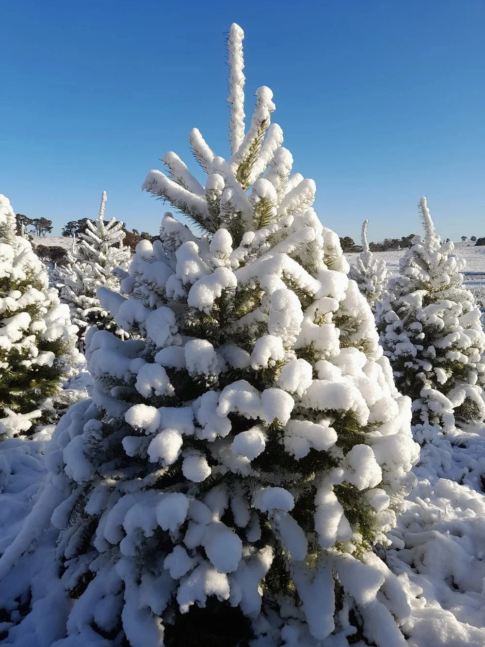 Douglas Fir in winter.jpg