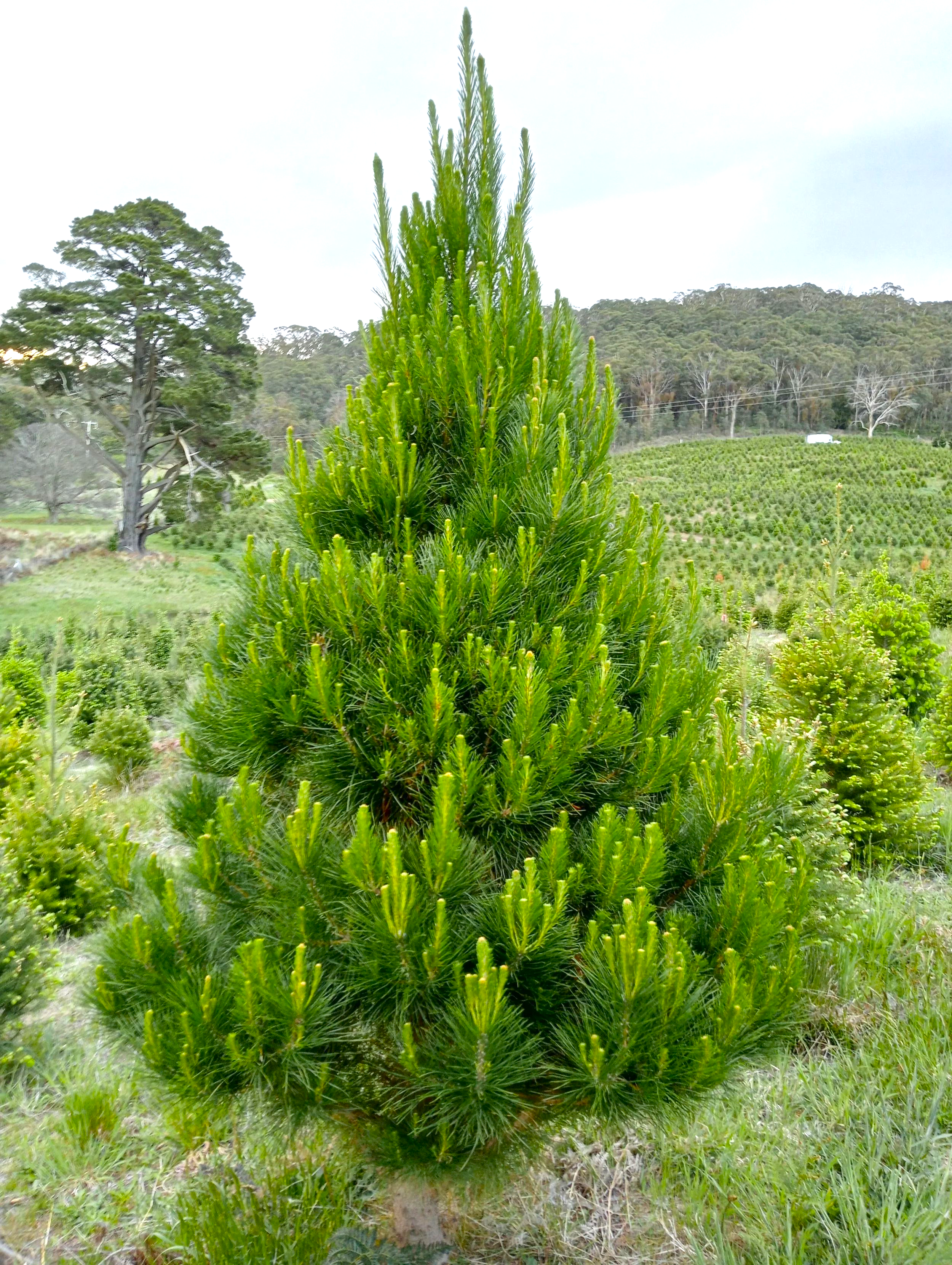 6ft Radiata Pine Christmas tree growing on the farm with rolling hills and mature trees in the background. Lush and green with a perfect conical shape