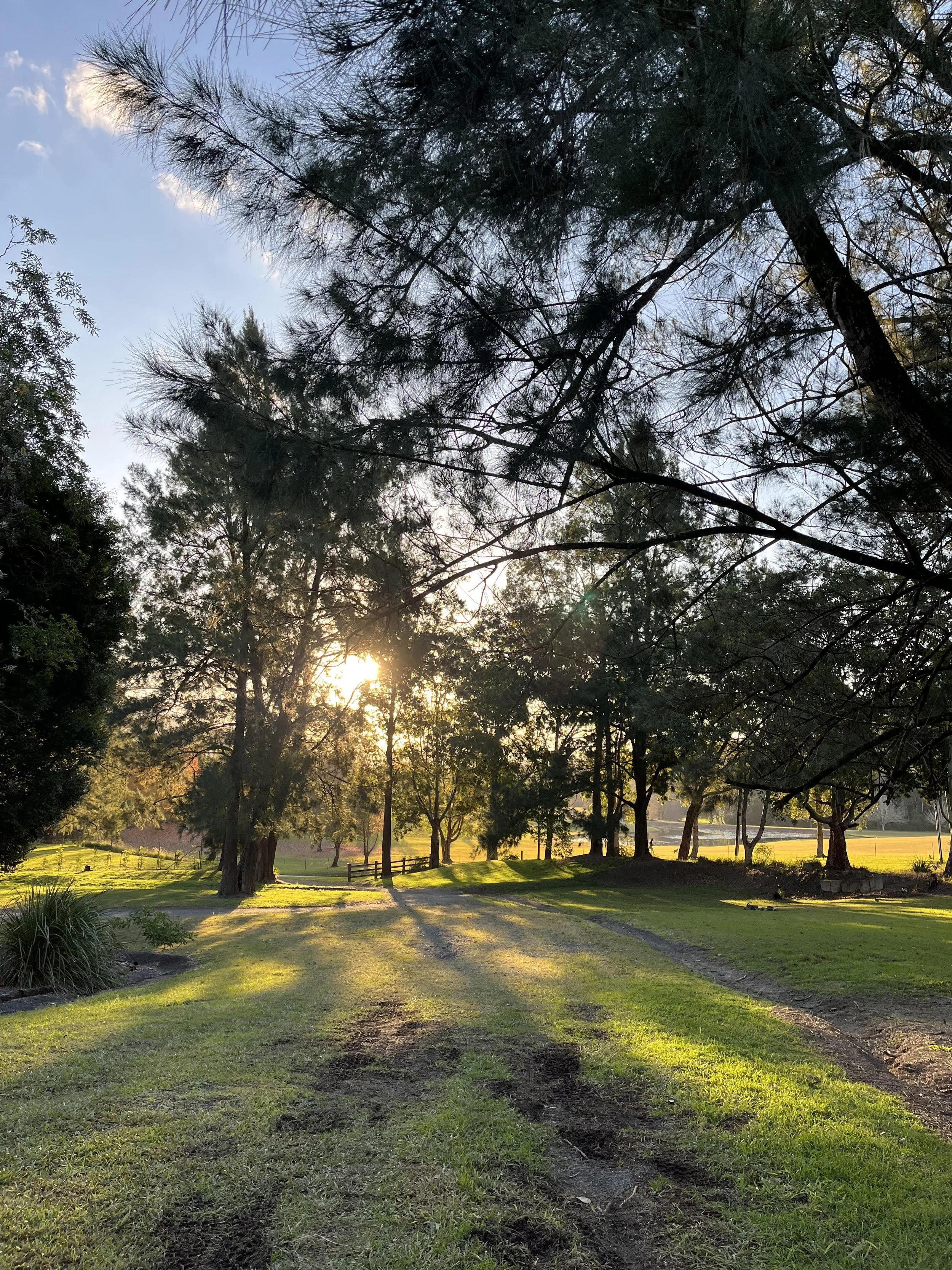 View from Karangi Christmas Tree farm with green grass, mature trees and the setting sun shining through the trees