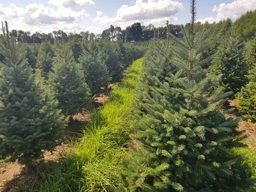 8ft Douglas Fir Christmas trees growing on the farm in rows with the sun shining and a blue and cloudy sky. Green, bushy and healthy trees