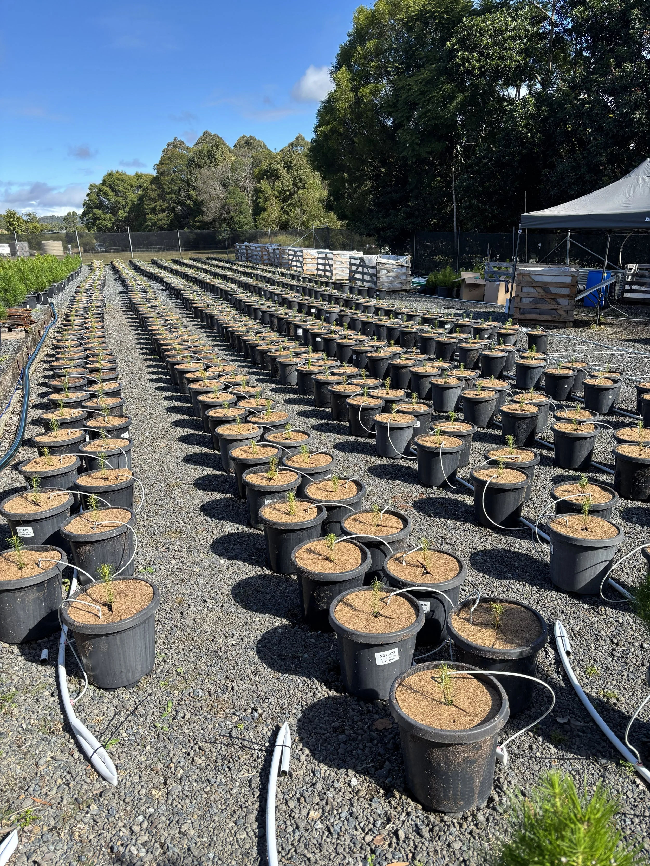 New plantings of potted Radiata Pine Christmas trees at Karangi Christmas Trees farm near Coffs Harbour 