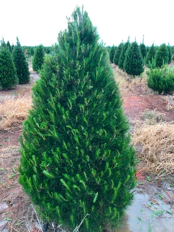 6ft Radiata Pine Christmas tree growing on the farm with rolling hills and mature trees in the background. Lush and green with a perfect conical shape