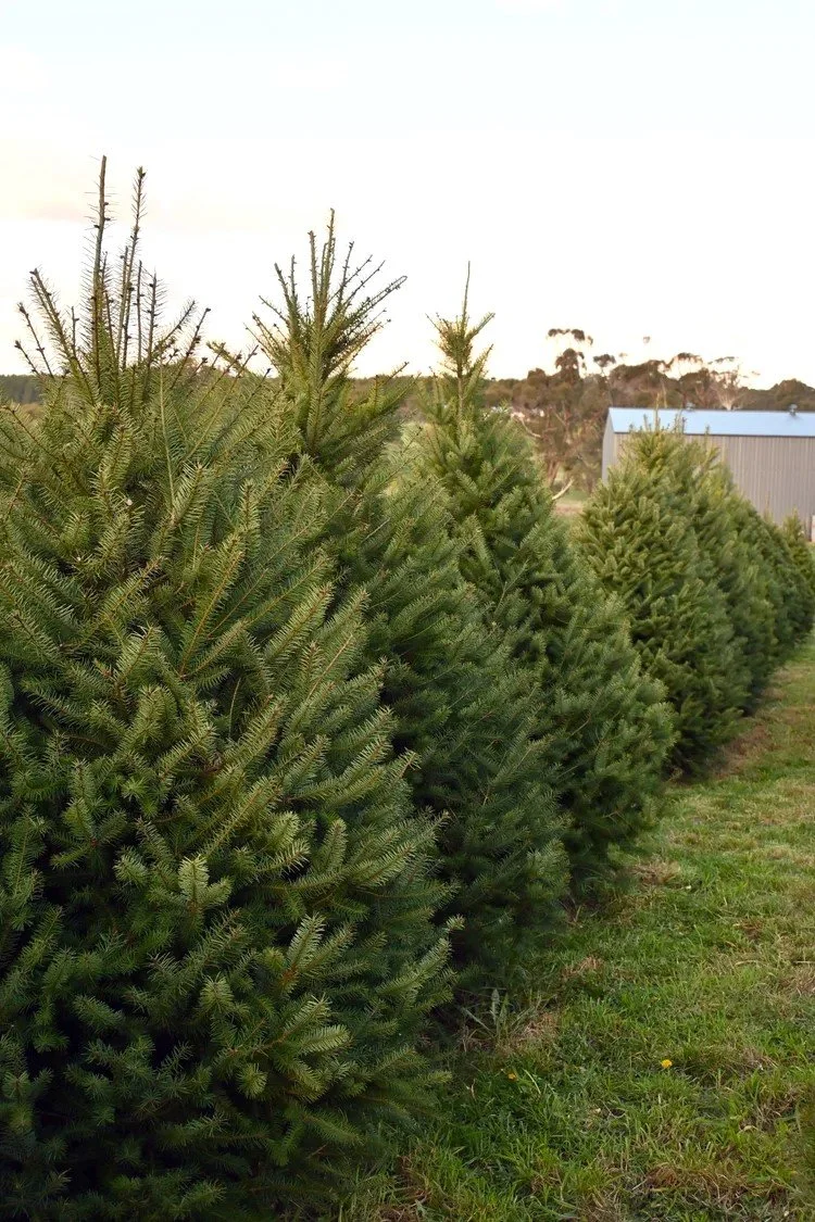 8ft Douglas Fir Christmas trees growing on the farm in a neat row. Green and bushy with a perfect conical shape