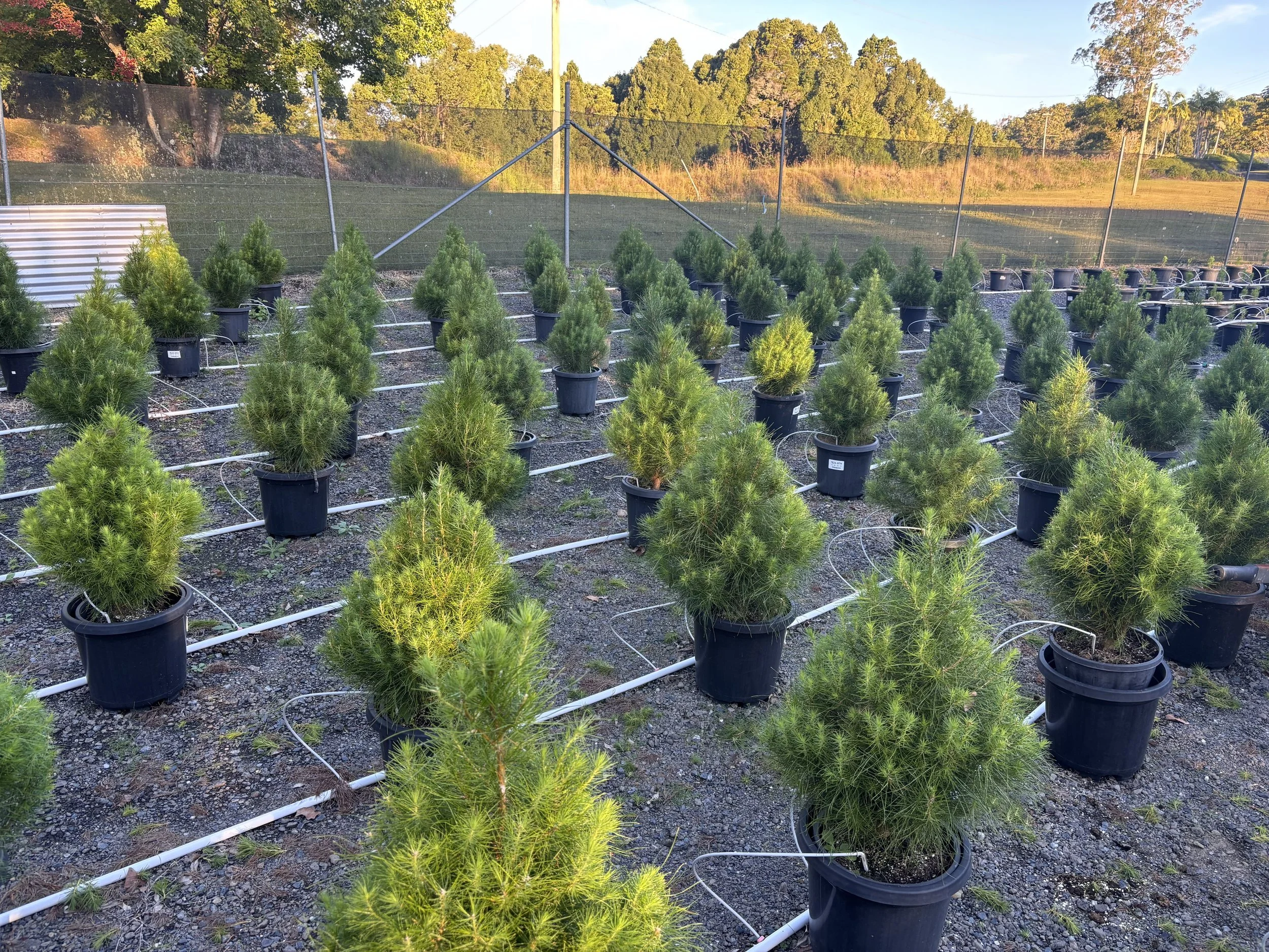 Potted Radiata Pine Christmas trees growing at Karangi Christmas Tree farm near Coffs Harbour 