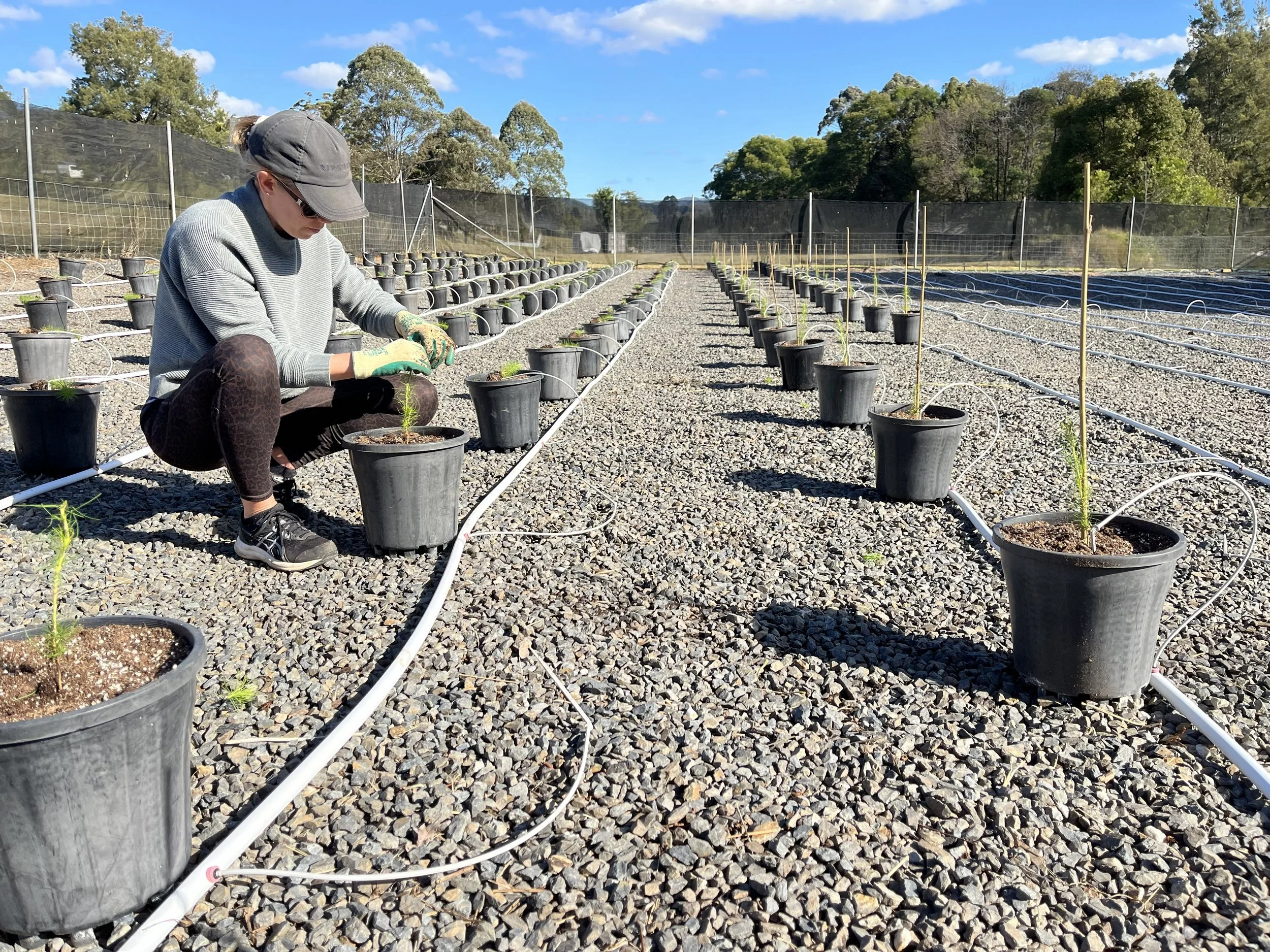 New plantings of potted Radiata Pine Christmas trees at Karangi Christmas Trees farm near Coffs Harbour 