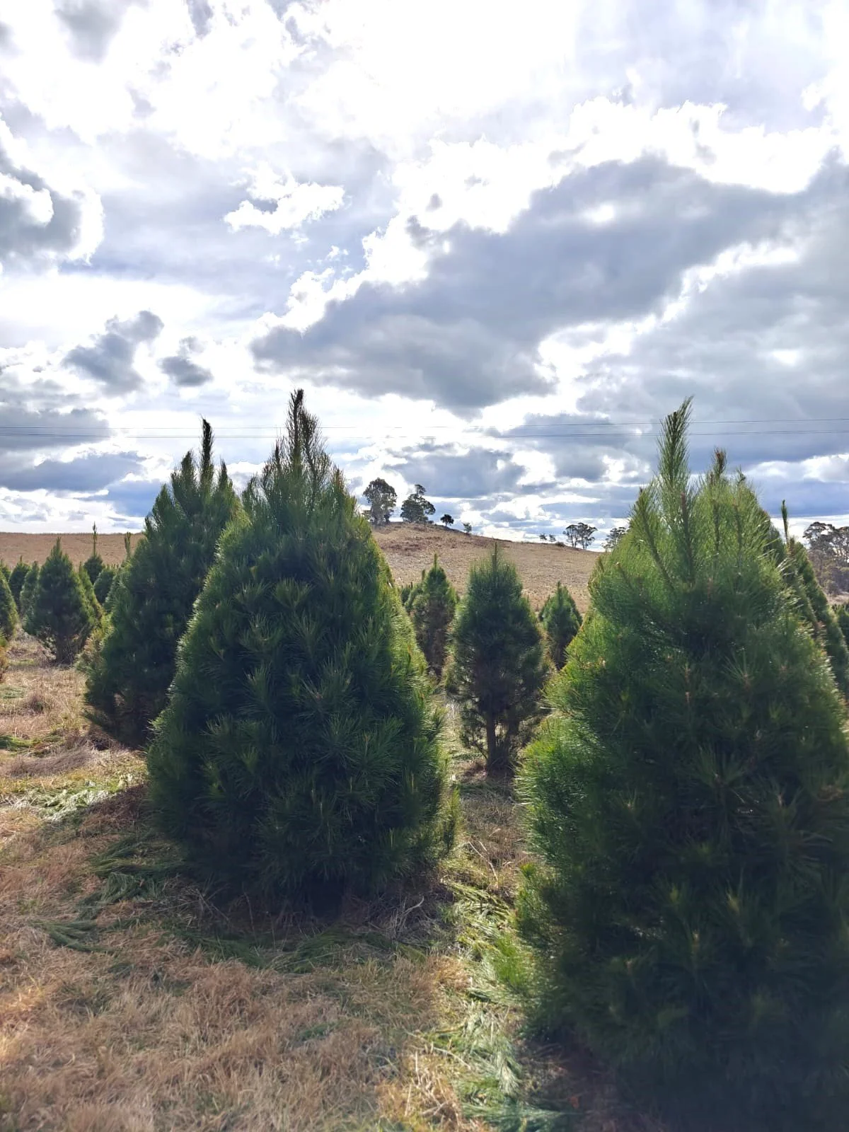 5ft Radiata Pine Christmas Tree