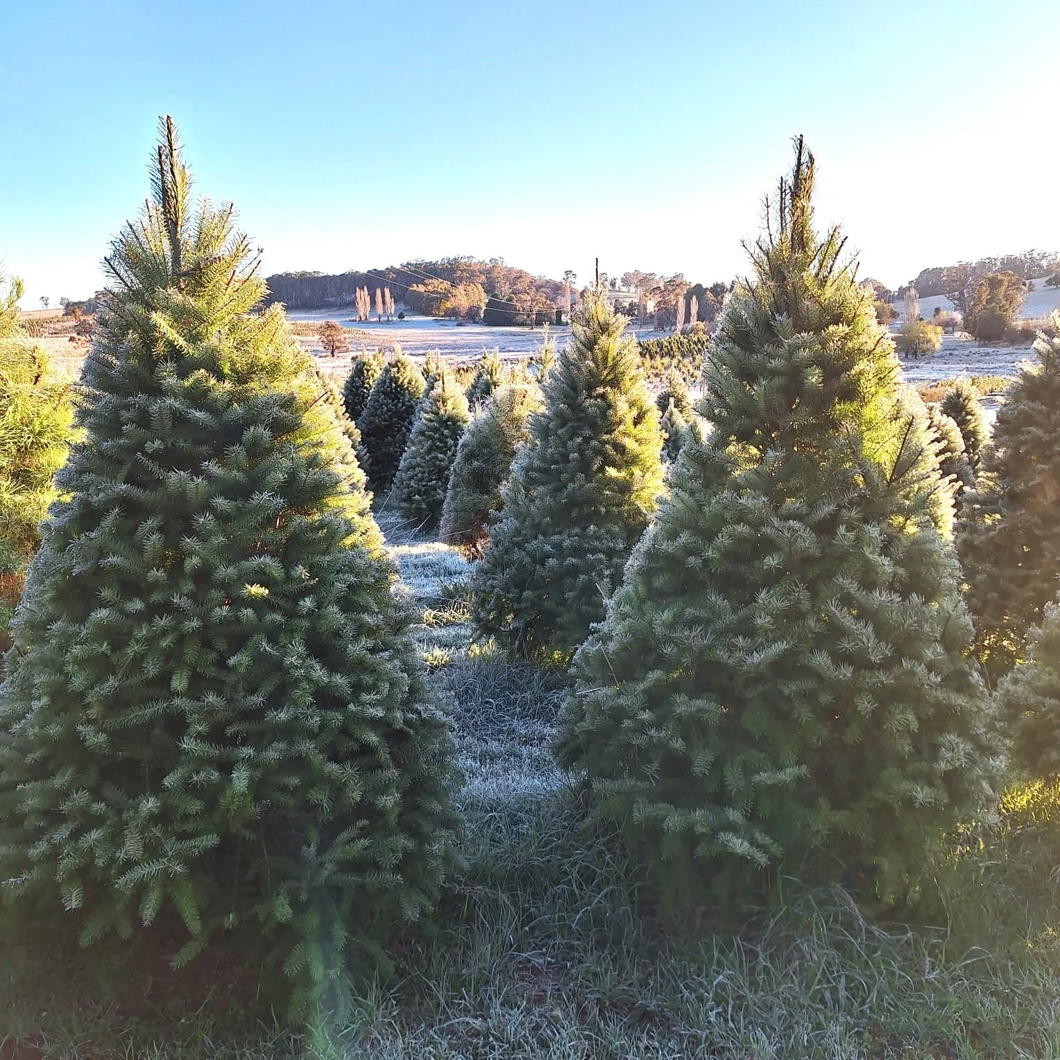 TBSK3881 - light.JPG